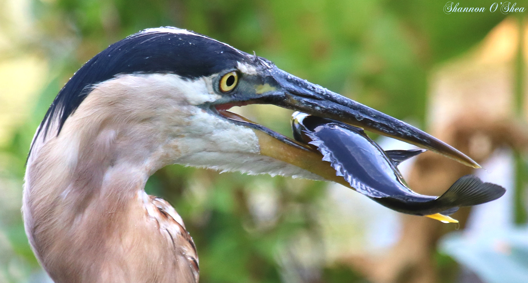 Canon EF 100-400mm F4.5-5.6L IS USM sample photo. Blue around the gills photography
