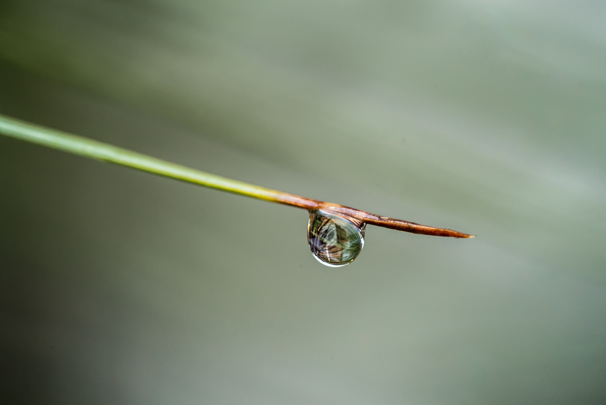 Sony a7S II + Sony FE 90mm F2.8 Macro G OSS sample photo. Through the looking glass photography
