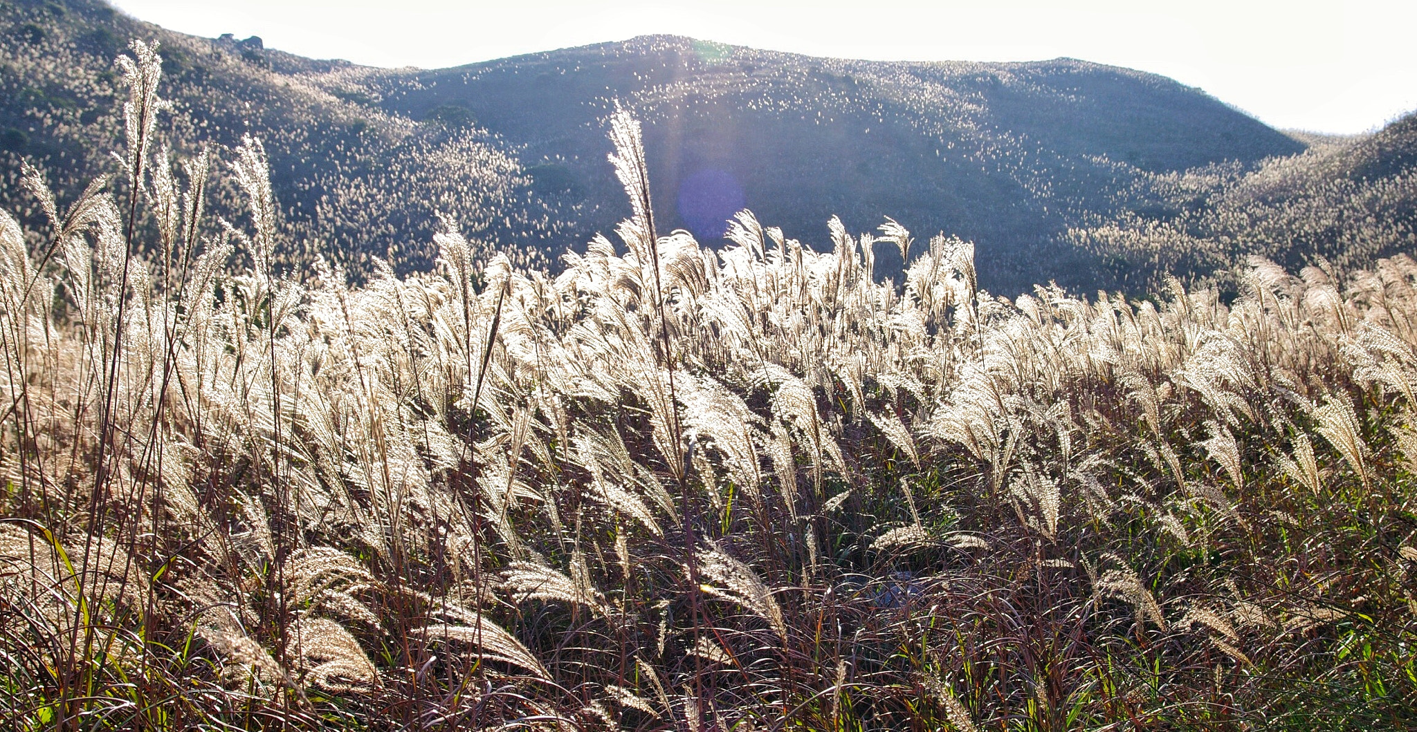 Pentax K-7 + Sigma 17-70mm F2.8-4 DC Macro OS HSM sample photo. Miscanthus photography