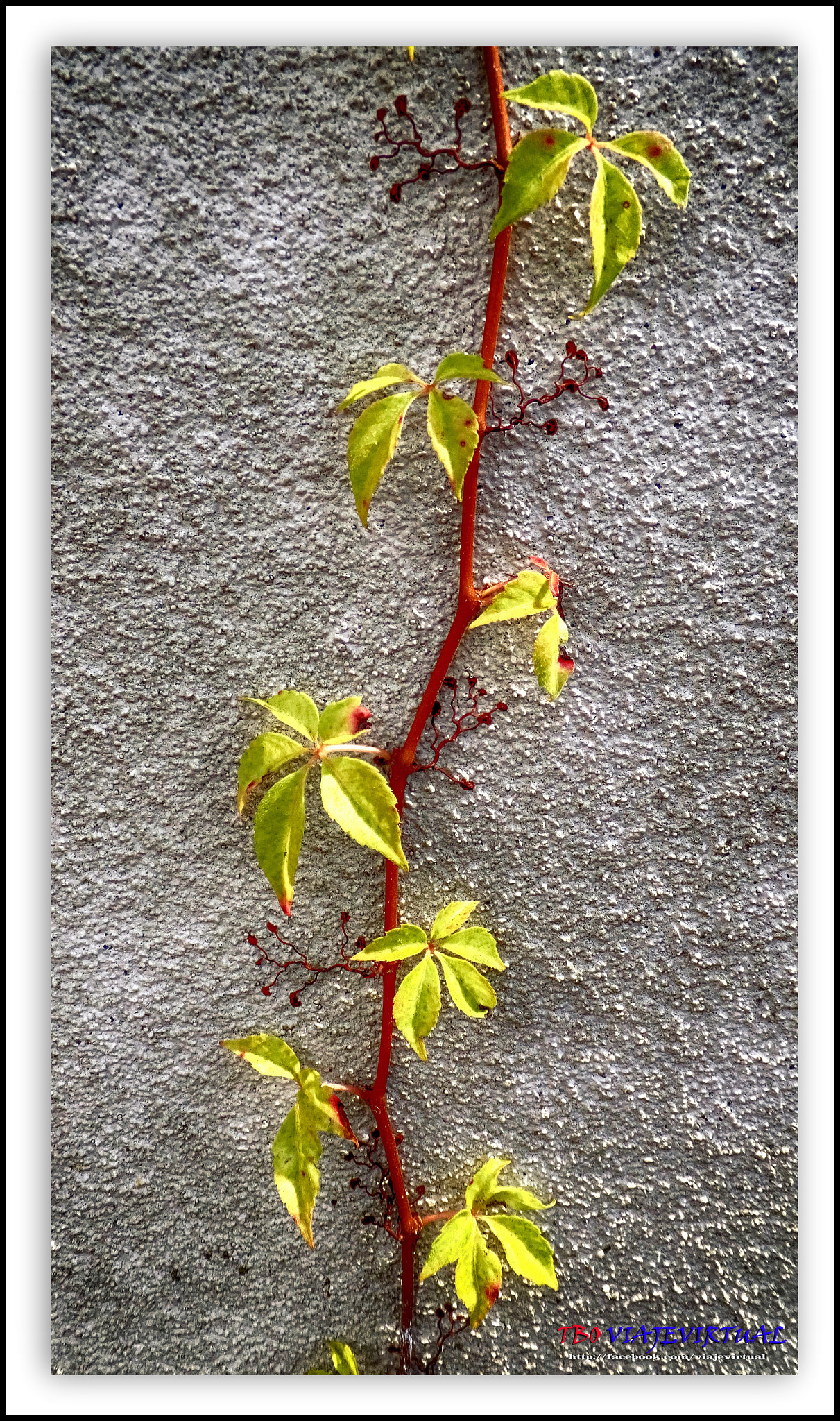 Fujifilm FinePix F850EXR sample photo. Adaptation. nature & concrete. photography