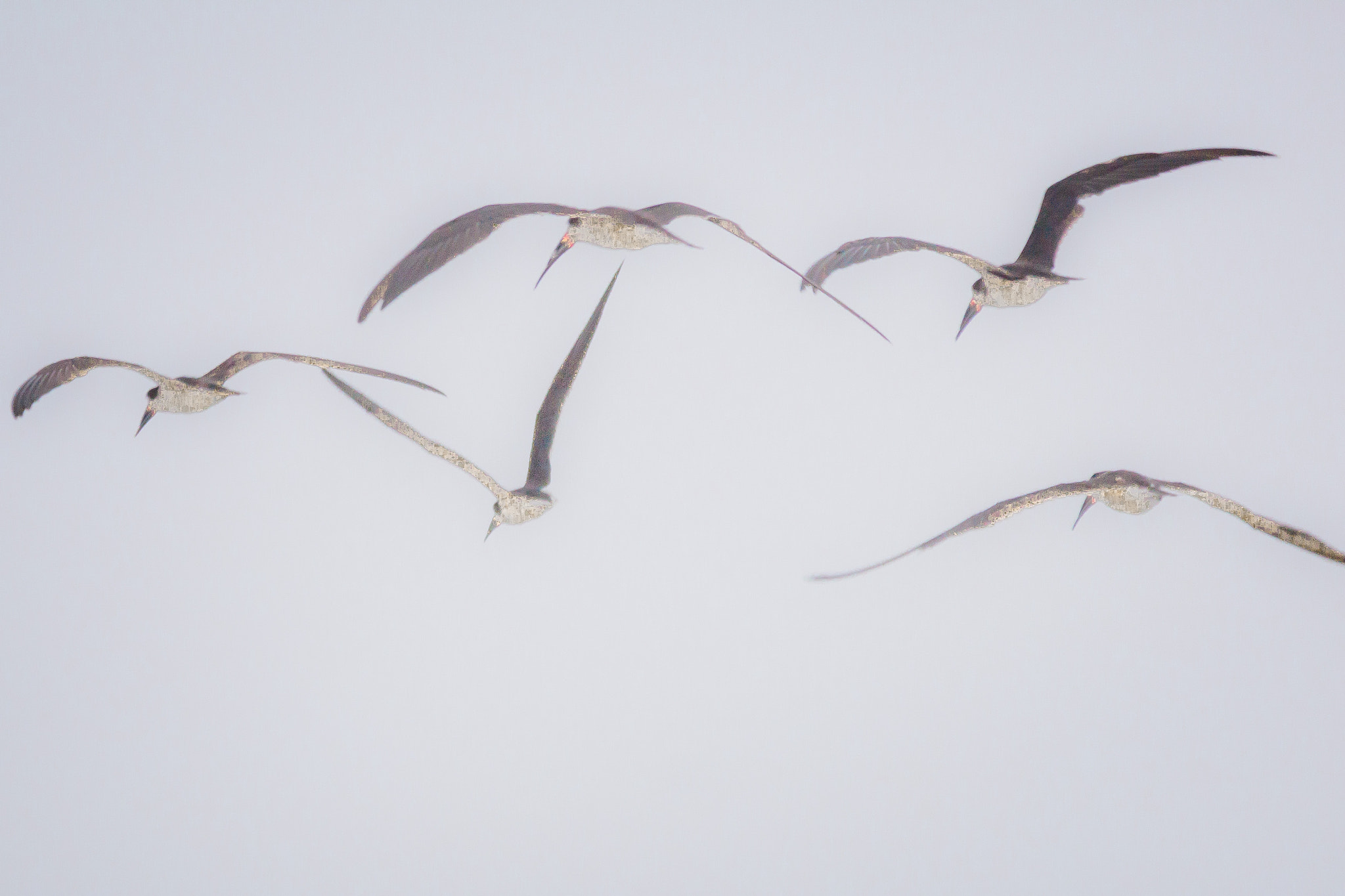 Sigma 150-500mm F5-6.3 DG OS HSM sample photo. Rayadores photography