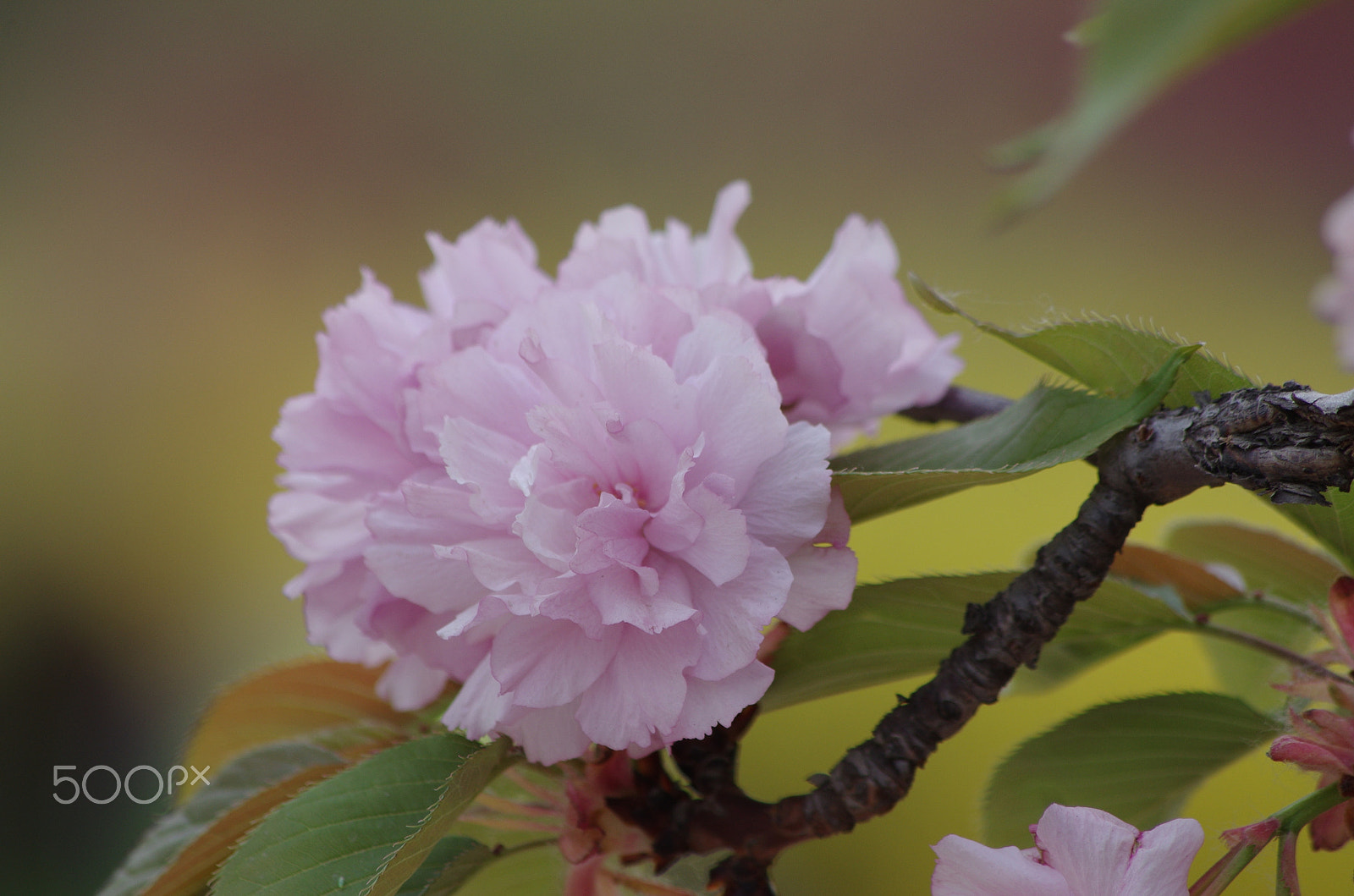 Pentax smc DA 55-300mm F4.0-5.8 ED sample photo. Flower pink photography