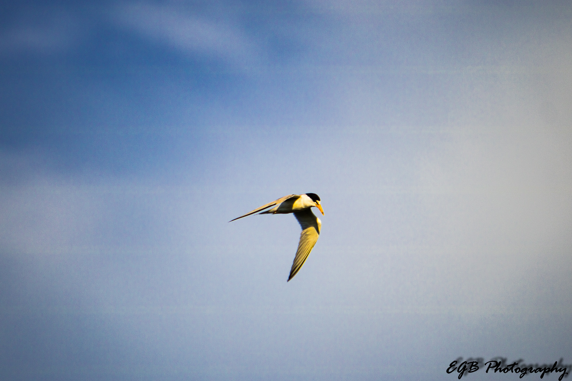 Canon EF-S 55-250mm F4-5.6 IS sample photo. Fly by photography