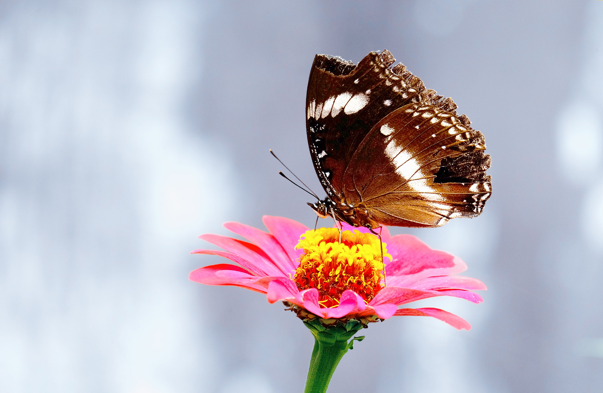 Fujifilm X-M1 + Fujifilm XC 50-230mm F4.5-6.7 OIS II sample photo. Butterfly finding nectar in flower photography