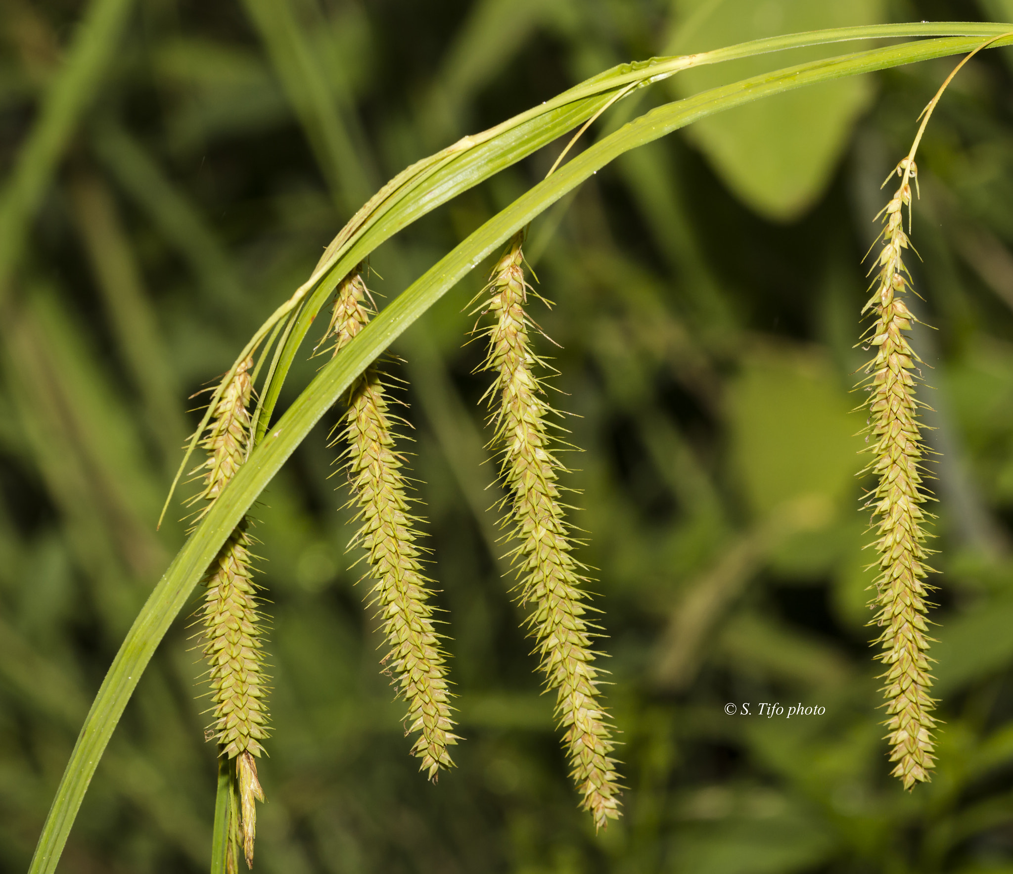 Sigma 105mm F2.8 EX DG OS HSM sample photo. Independance ... photography