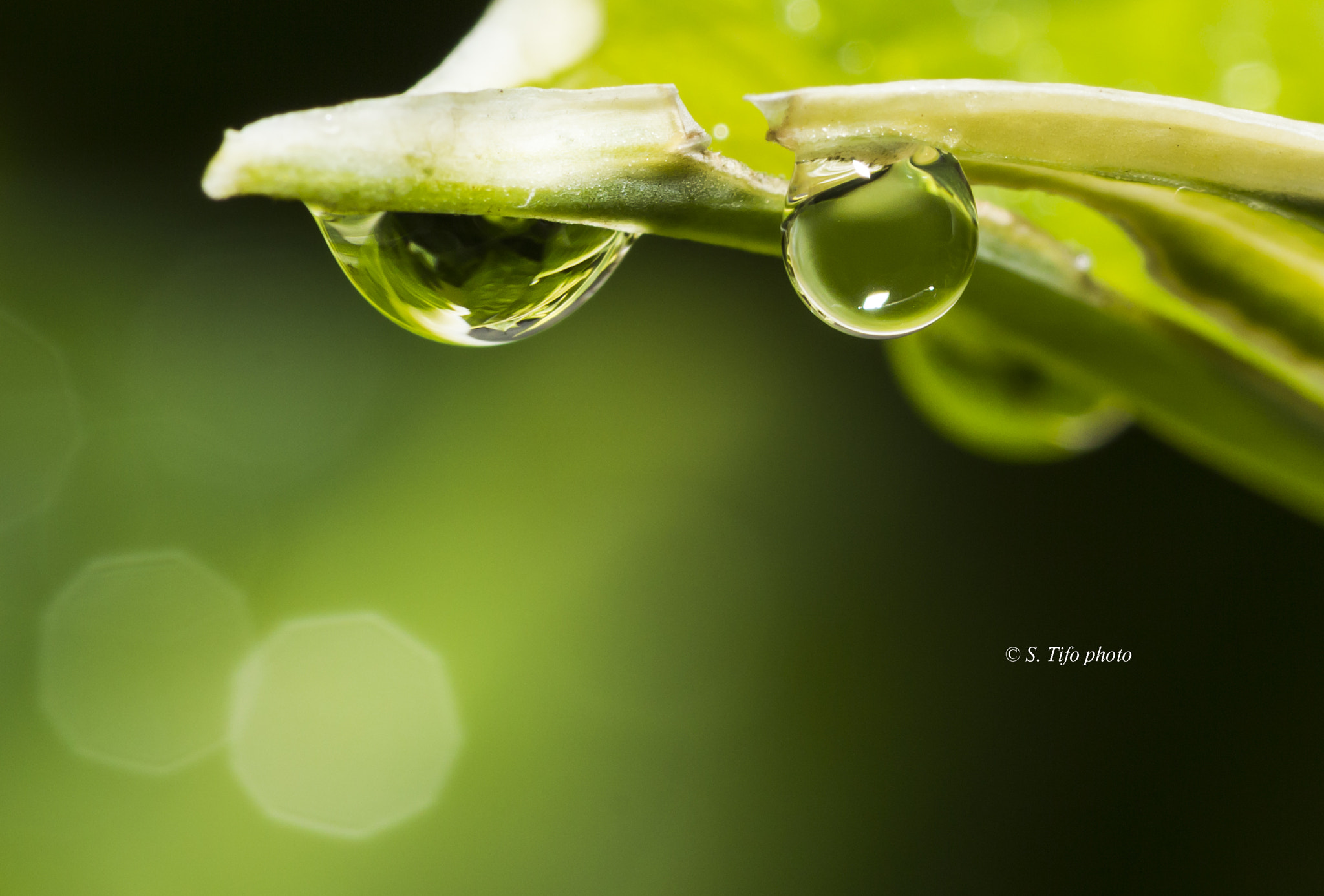 Sigma 105mm F2.8 EX DG OS HSM sample photo. Two ... photography