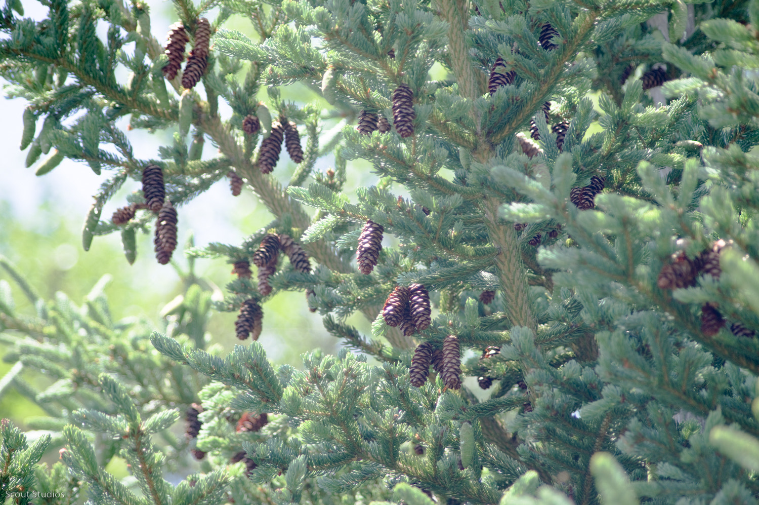 Pentax K-3 II + HD Pentax DA 55-300mm F4.0-5.8 ED WR sample photo. Smell the pine. photography