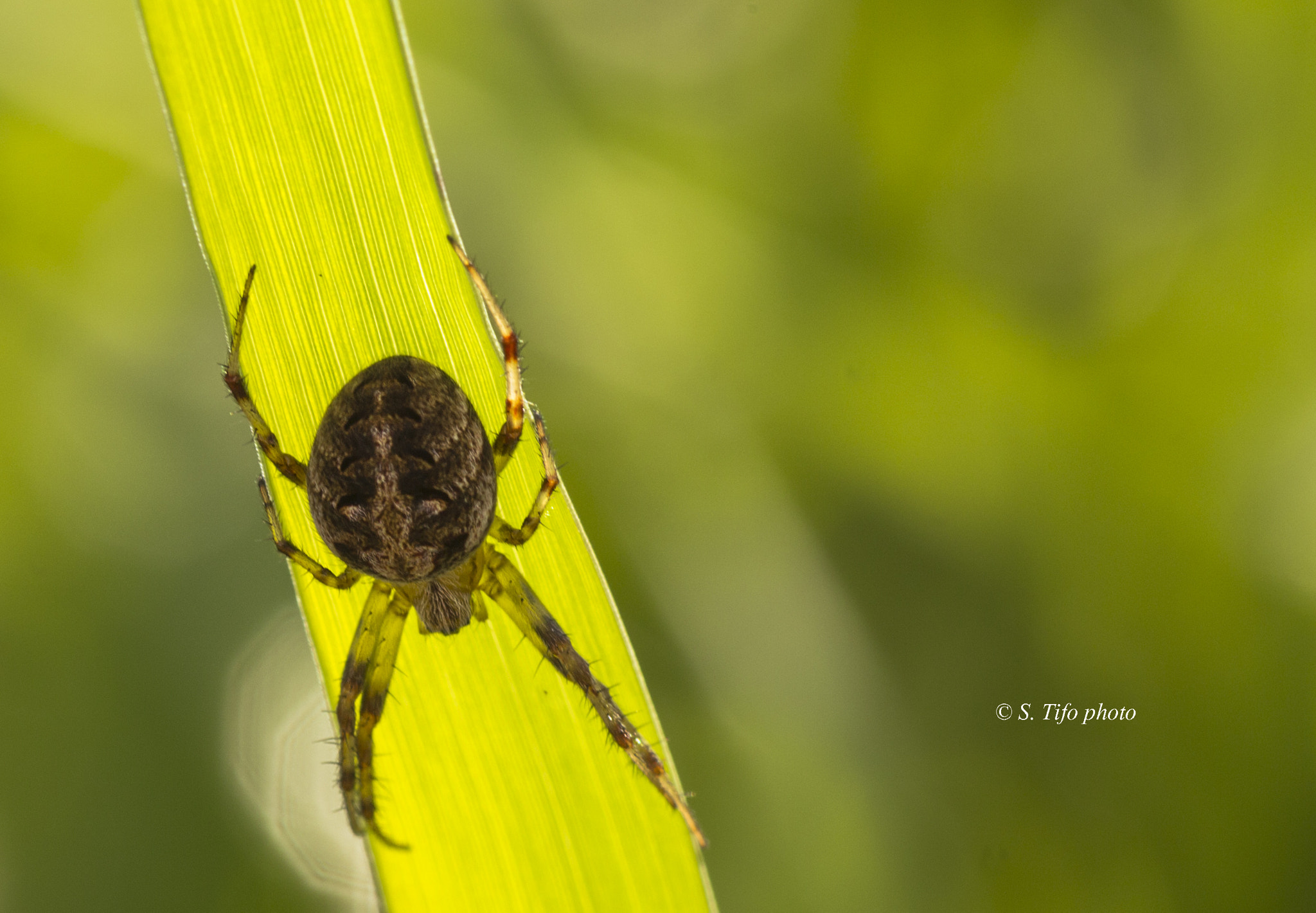 Canon EOS 700D (EOS Rebel T5i / EOS Kiss X7i) + Sigma 105mm F2.8 EX DG OS HSM sample photo. Spider .. photography
