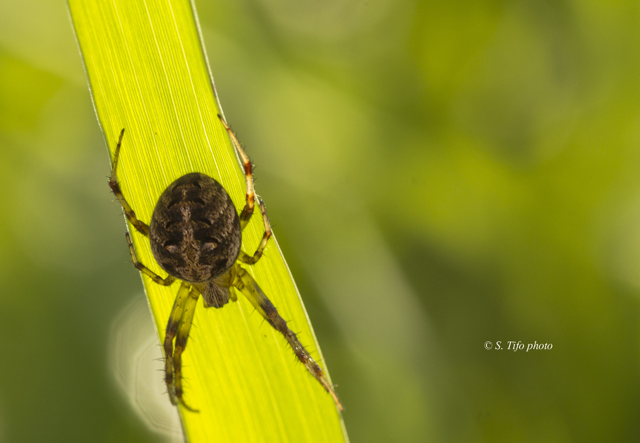 Sigma 105mm F2.8 EX DG OS HSM sample photo. Spider .. photography