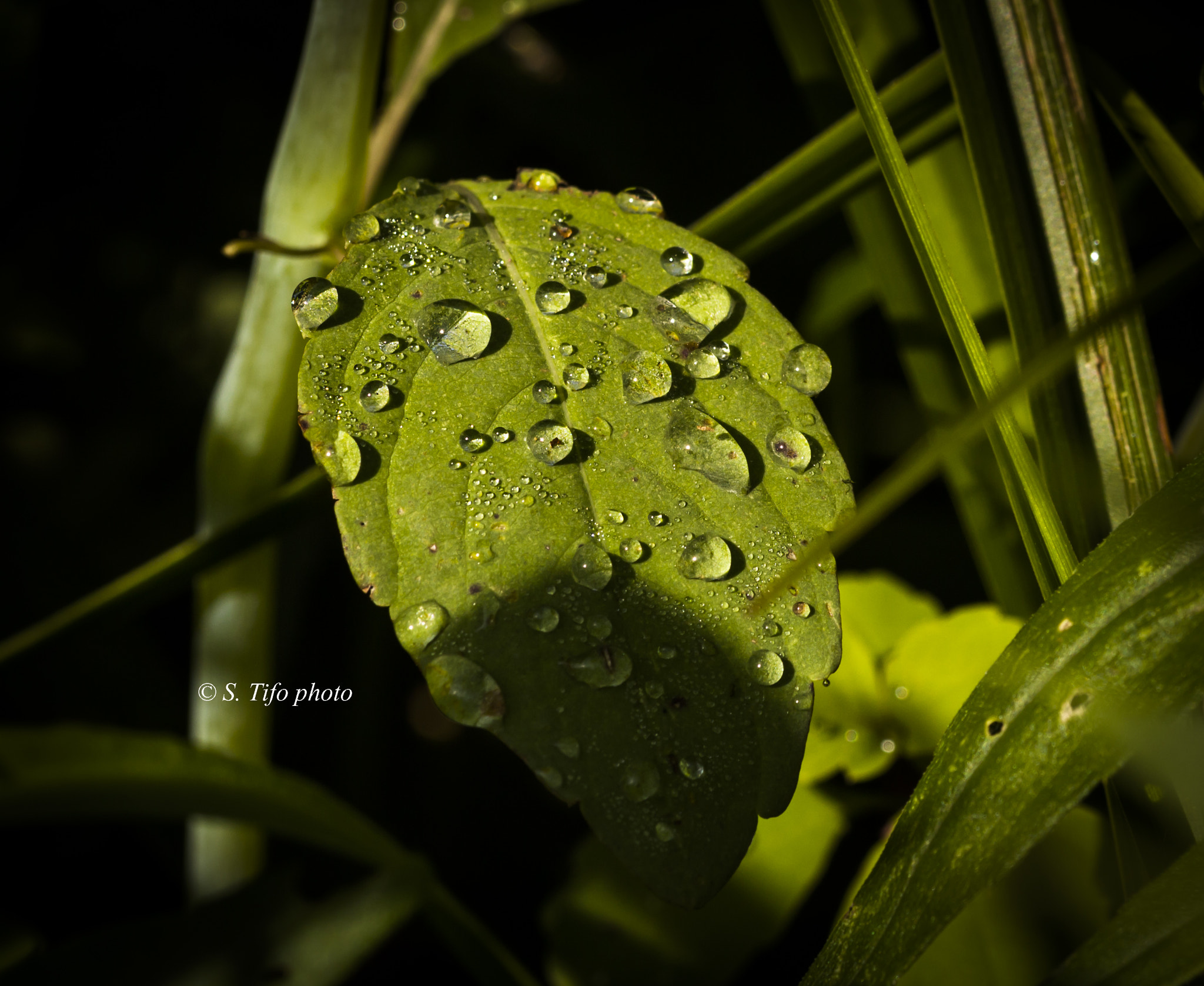 Sigma 105mm F2.8 EX DG OS HSM sample photo. Drops and shadow .. photography