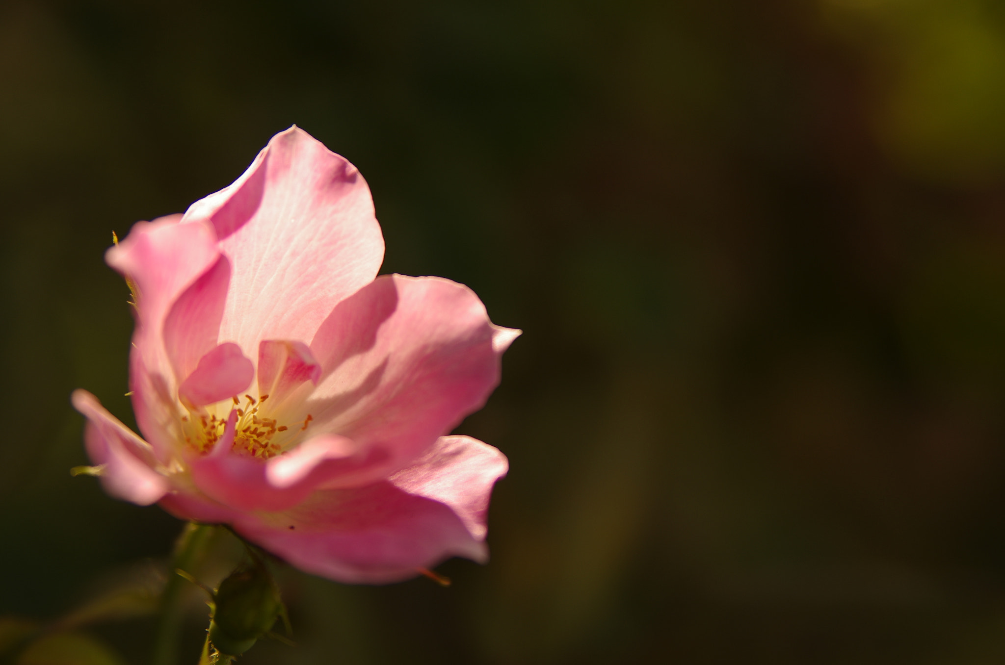 Pentax K-5 IIs sample photo
