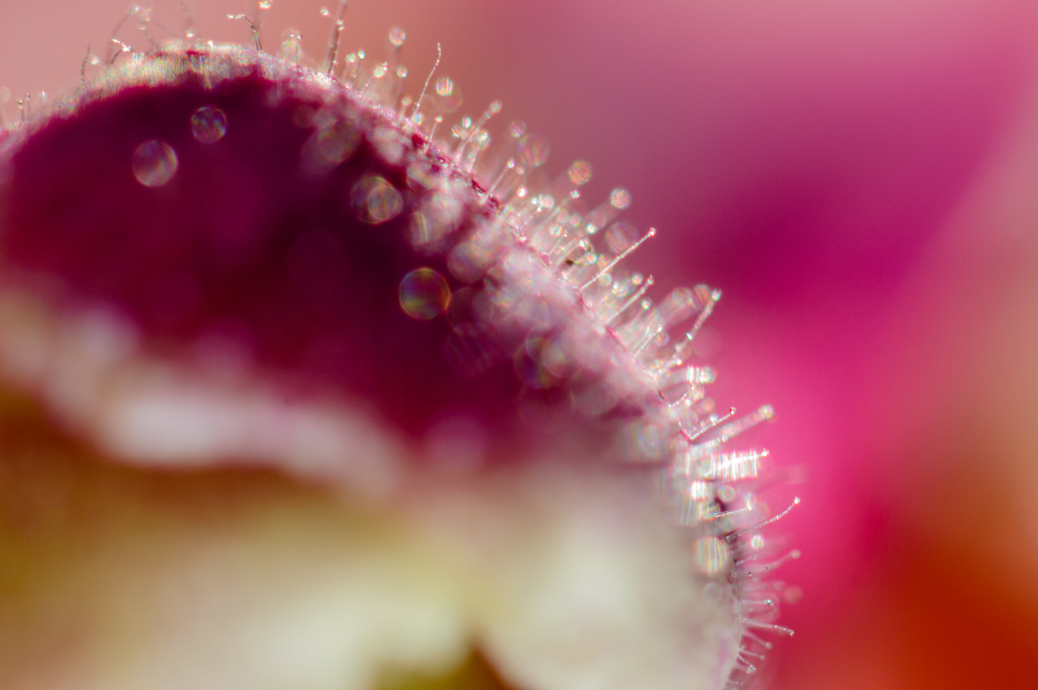 Nikon AF-S Micro-Nikkor 105mm F2.8G IF-ED VR sample photo. Abstract antirrhinum photography
