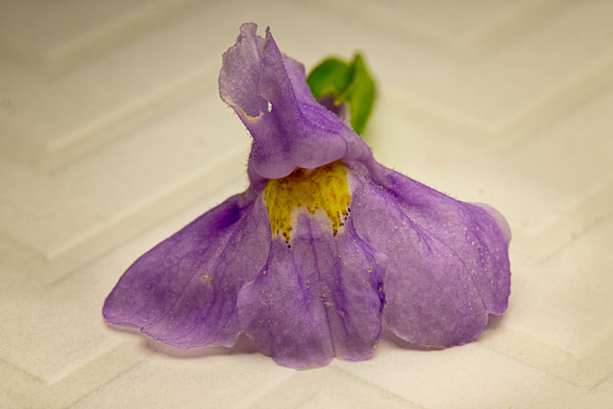 Pentax K-3 II sample photo. Flower photography