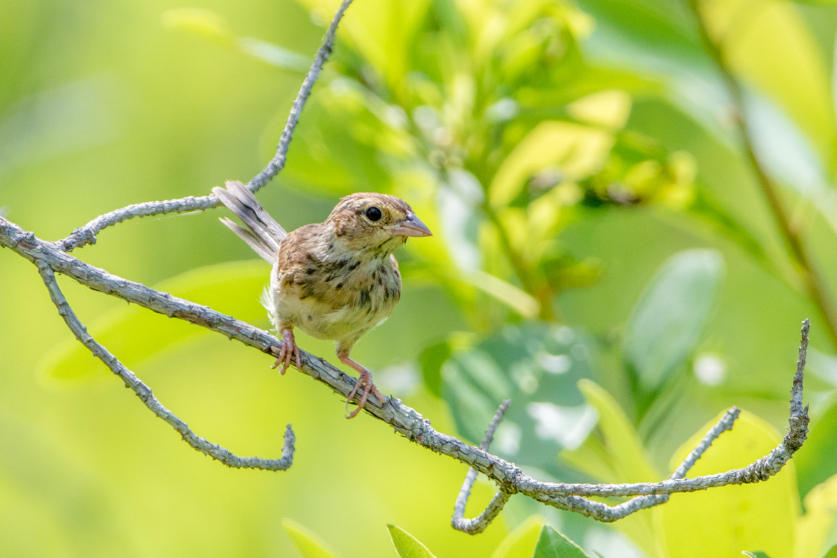 Canon EF 200-400mm F4L IS USM Extender 1.4x sample photo. Bachman's sparrow photography