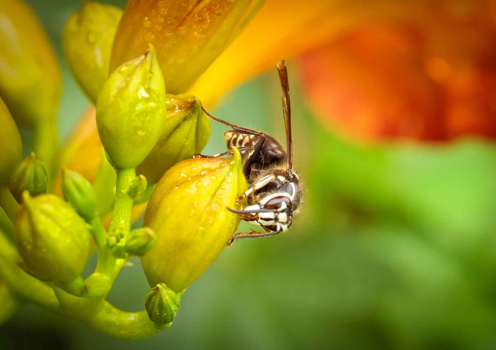 Sony Alpha DSLR-A500 + Tamron SP AF 90mm F2.8 Di Macro sample photo. Wasp on trumpet vine bud photography