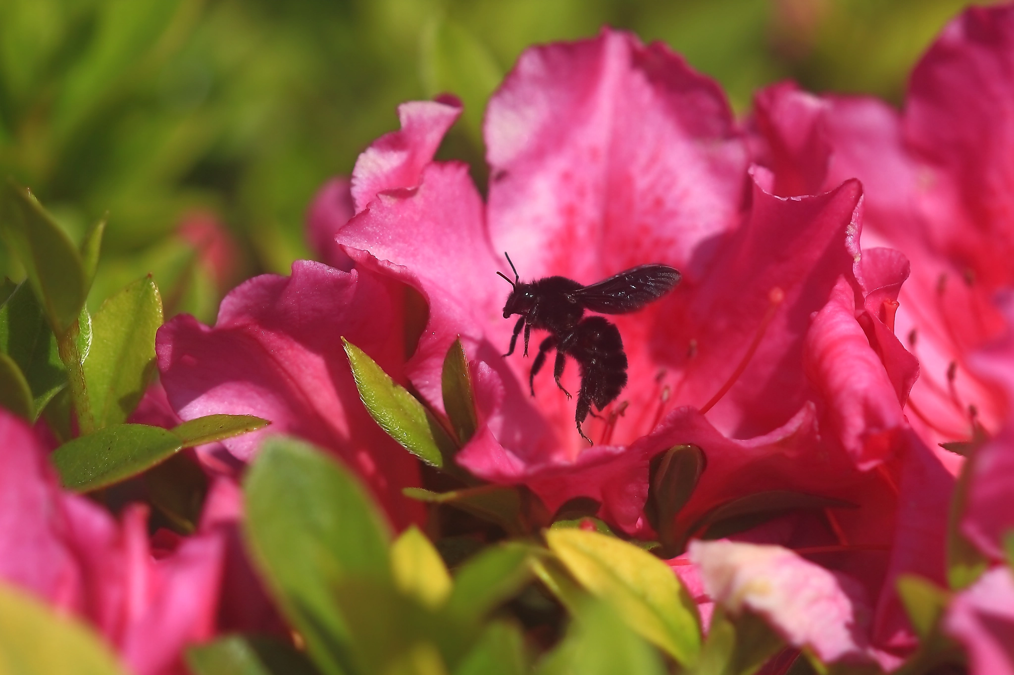 Canon EF 100mm F2.8 Macro USM sample photo. Working among flowers photography