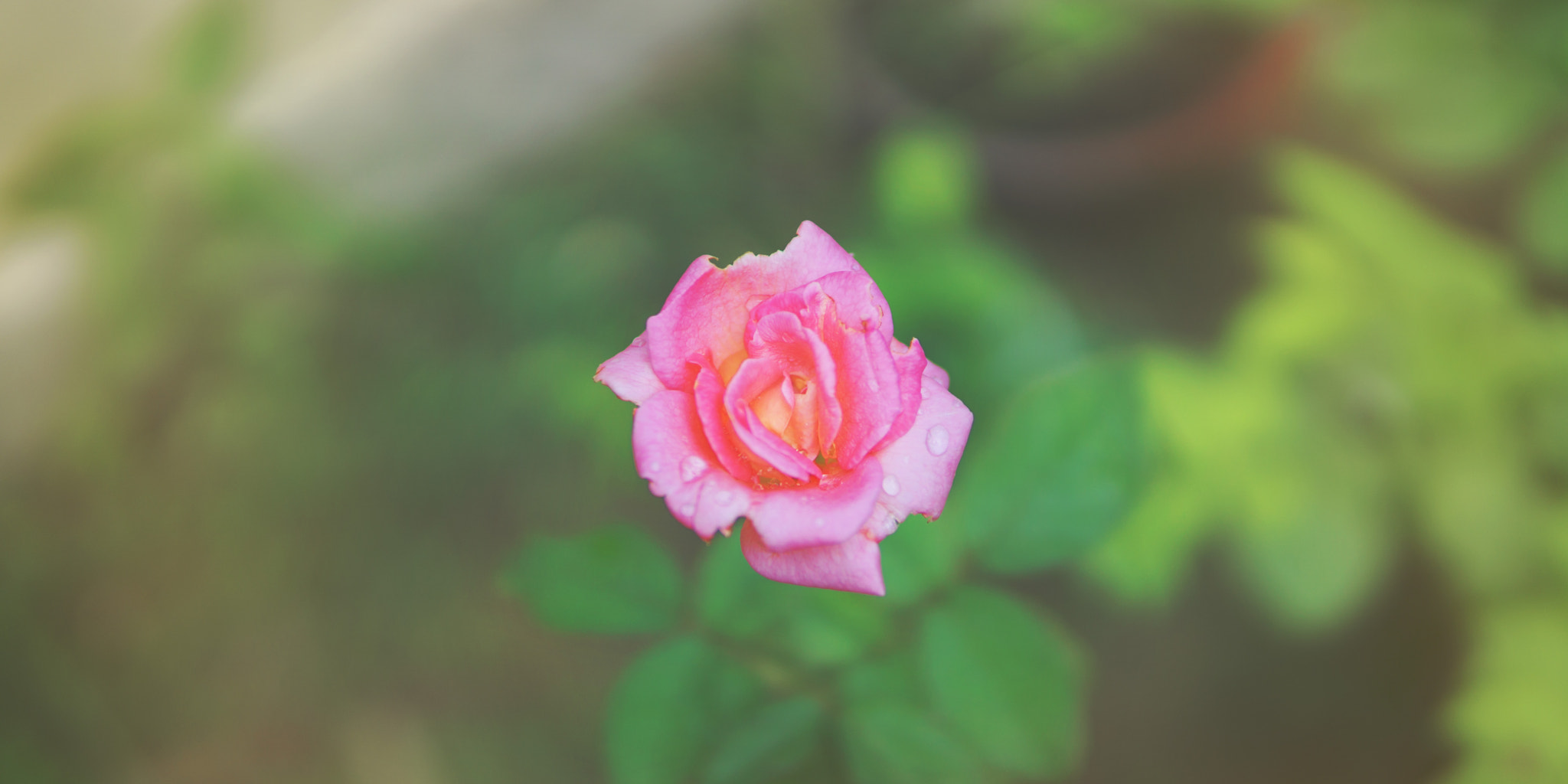 E 30mm F1.4 sample photo. Rose photography