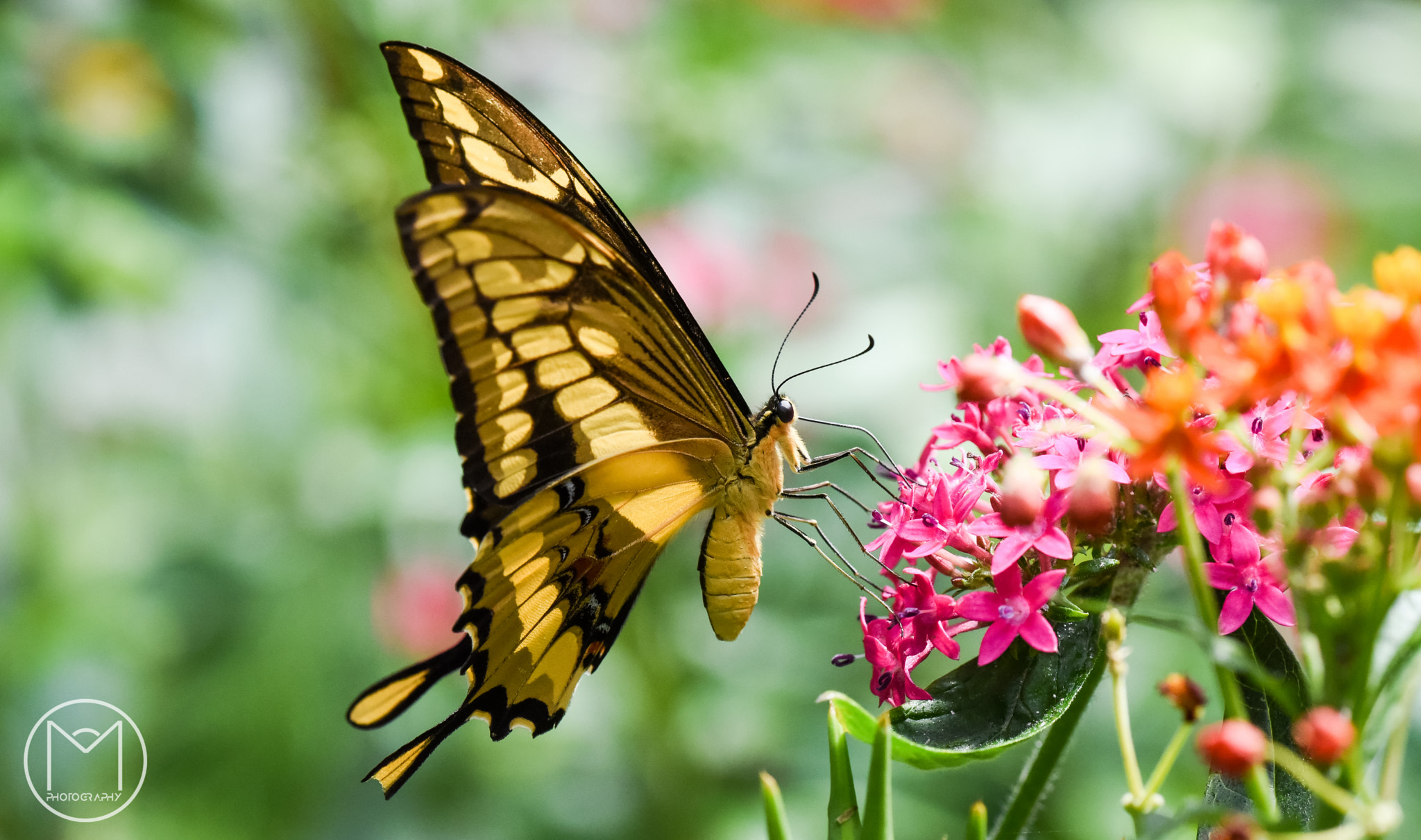 Nikon D750 + Nikon AF Micro-Nikkor 200mm F4D ED-IF sample photo. Swallowtail butterfly photography