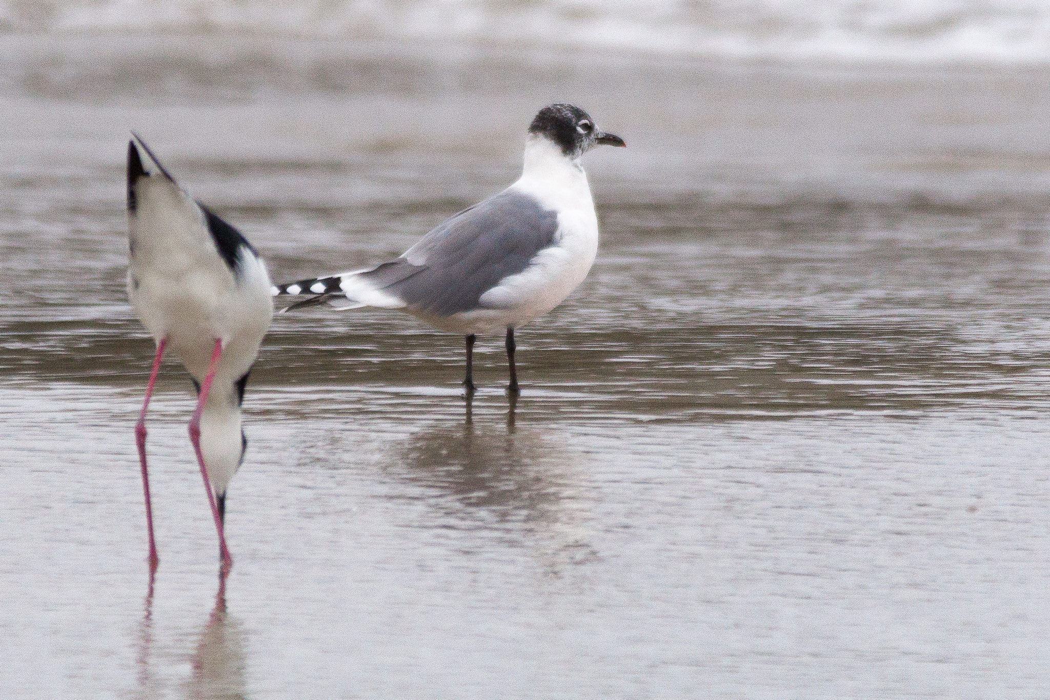 Sigma 150-500mm F5-6.3 DG OS HSM sample photo