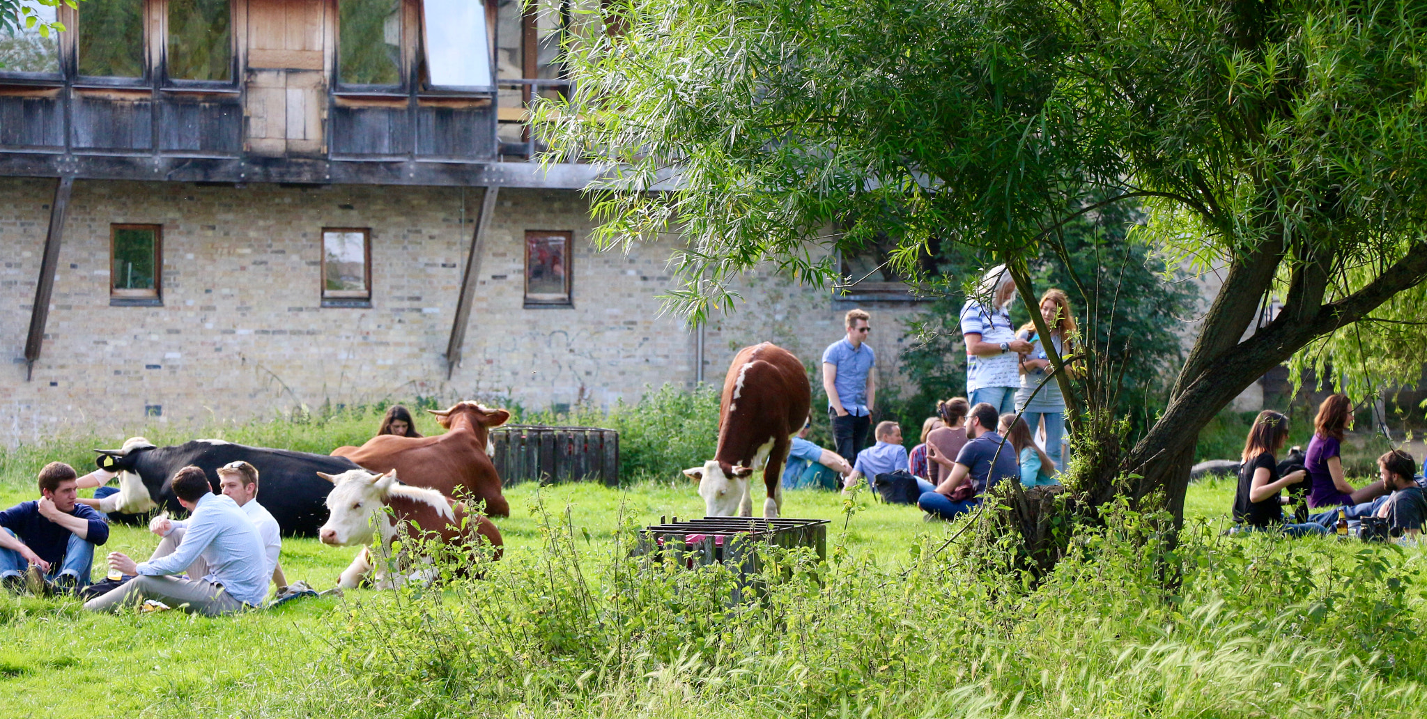 Canon EOS M sample photo. Chillin' with the moo cows photography