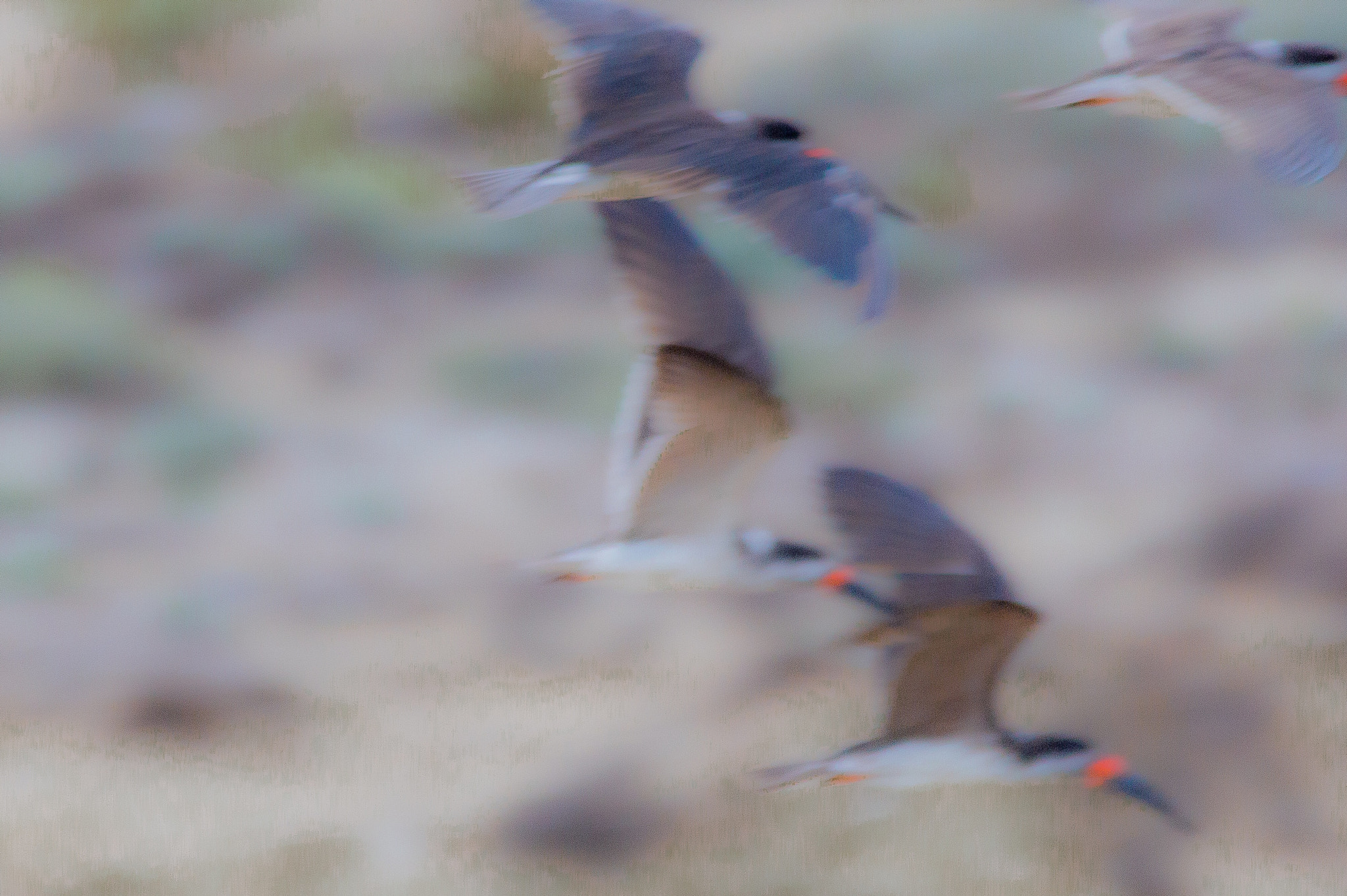 Sigma 150-500mm F5-6.3 DG OS HSM sample photo