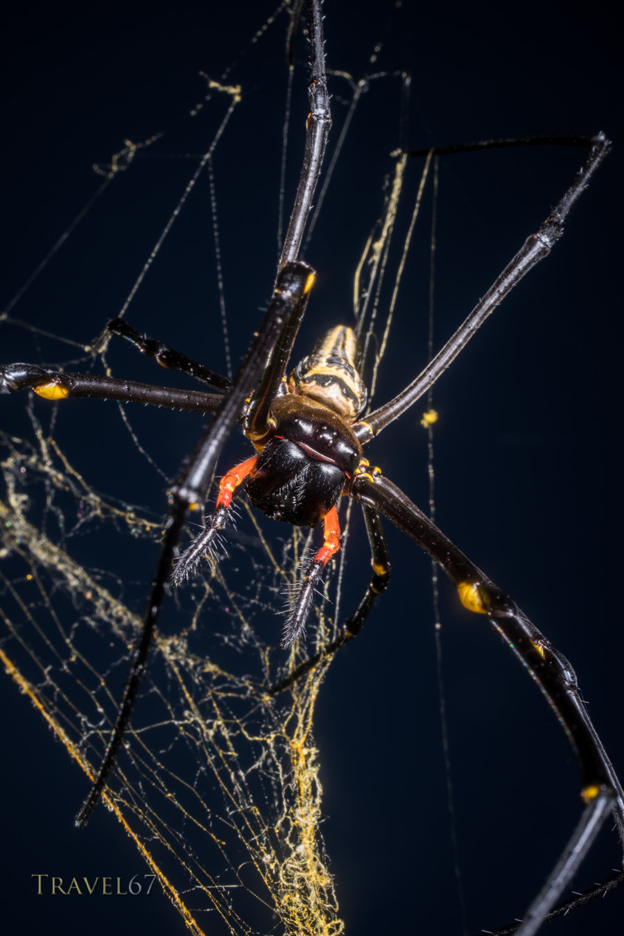 Pentax smc D-FA 50mm F2.8 Macro sample photo. Okinawan banana spider photography