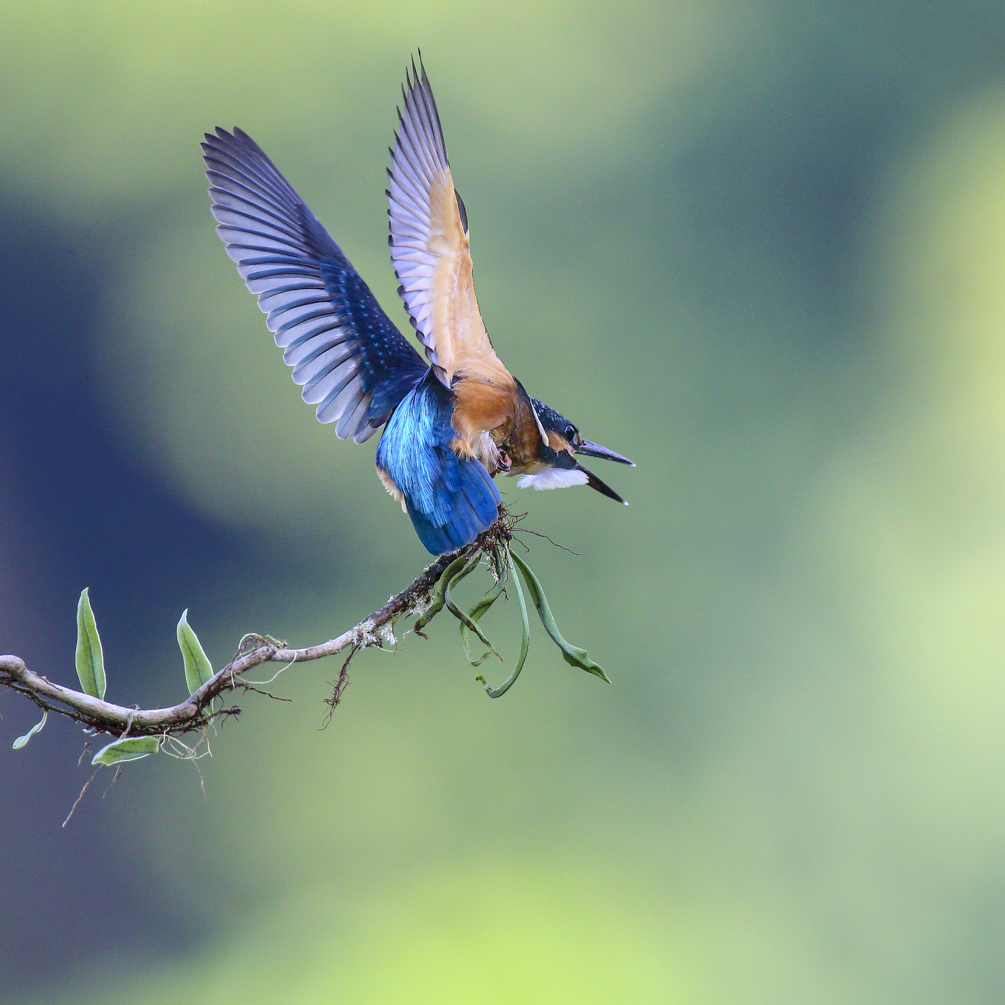 Canon EF 300mm F2.8L IS USM sample photo. 翠鸟kingfisher photography