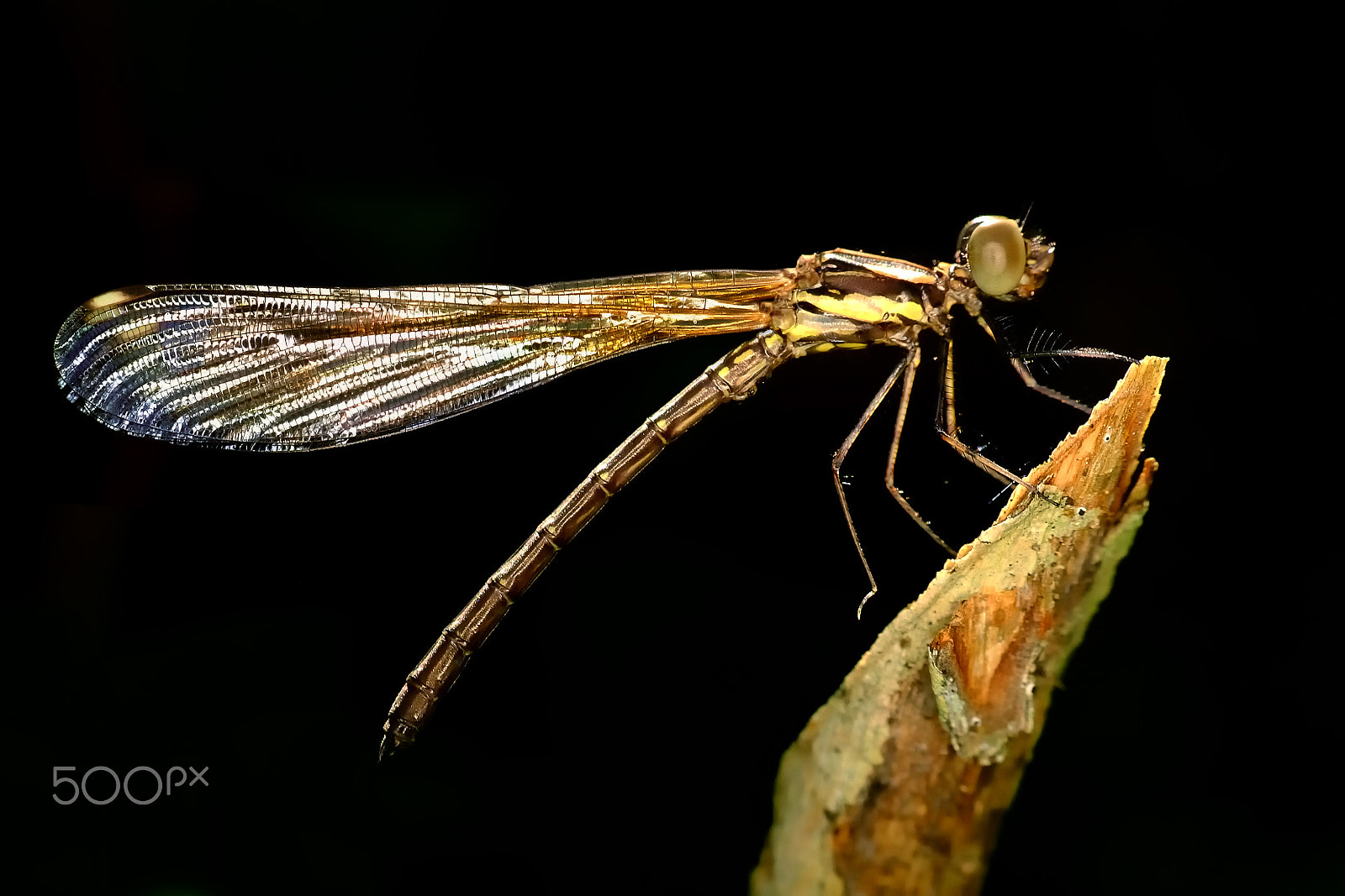 Fujifilm X-M1 + Fujifilm XC 50-230mm F4.5-6.7 OIS II sample photo. Damselfly with black background photography