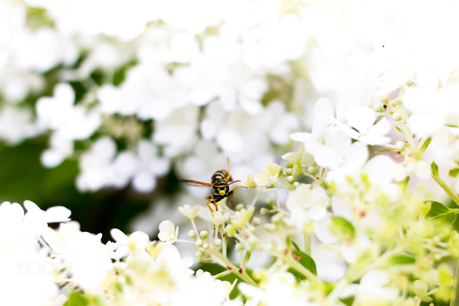 Canon EF 40mm F2.8 STM sample photo. Wasp on duty photography
