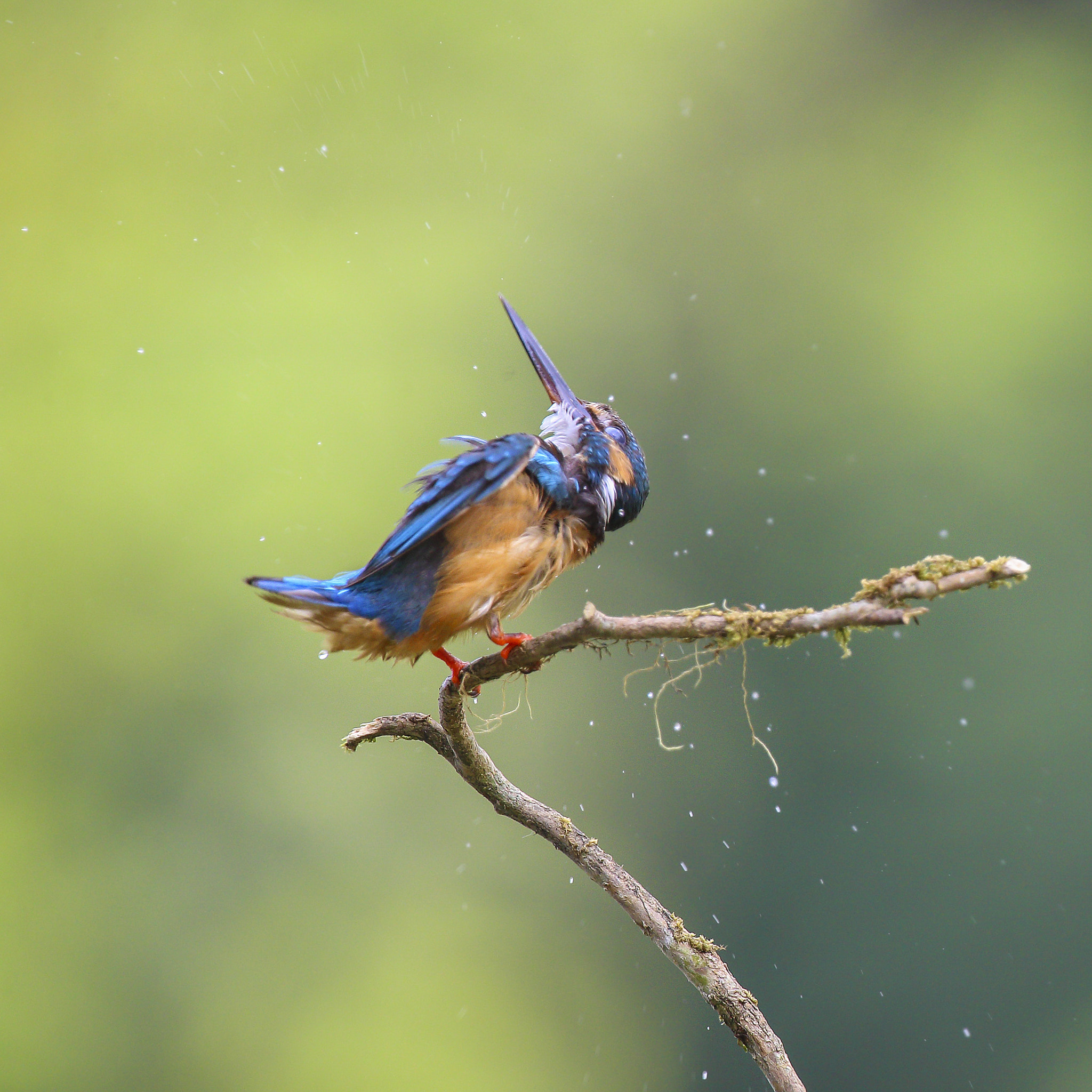 Canon EF 300mm F2.8L IS USM sample photo. 翠鸟kingfisher photography