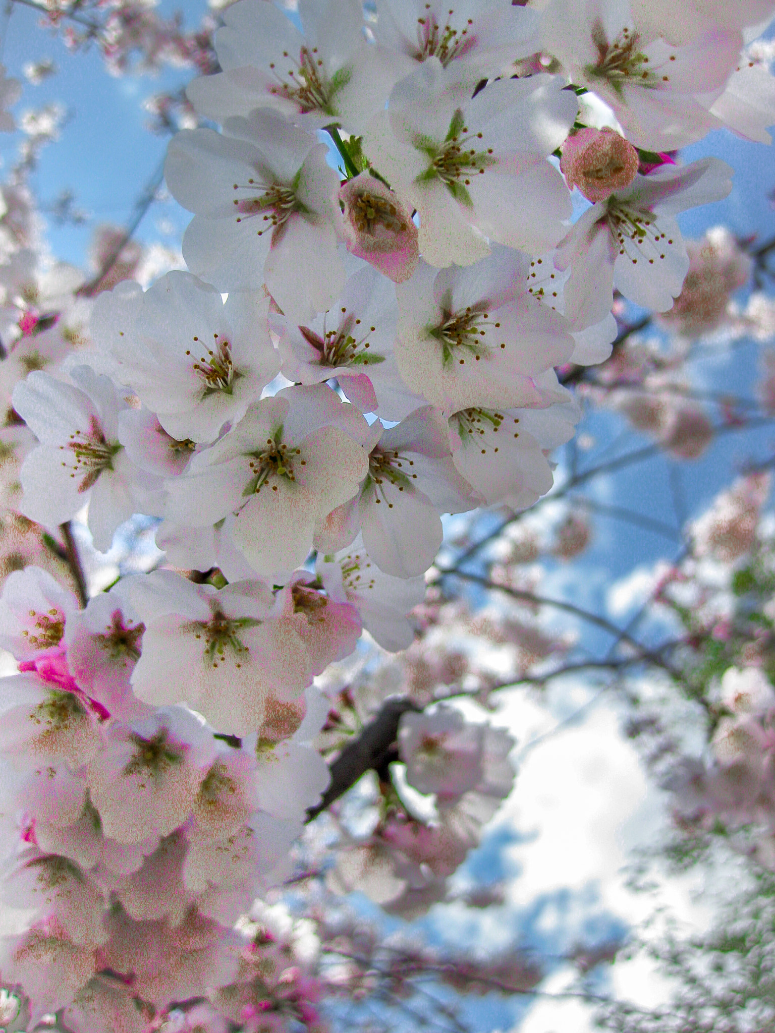 Canon PowerShot SD790 IS (Digital IXUS 90 IS / IXY Digital 95 IS) sample photo. Cherry blossom at brooklyn botanic garden new york photography