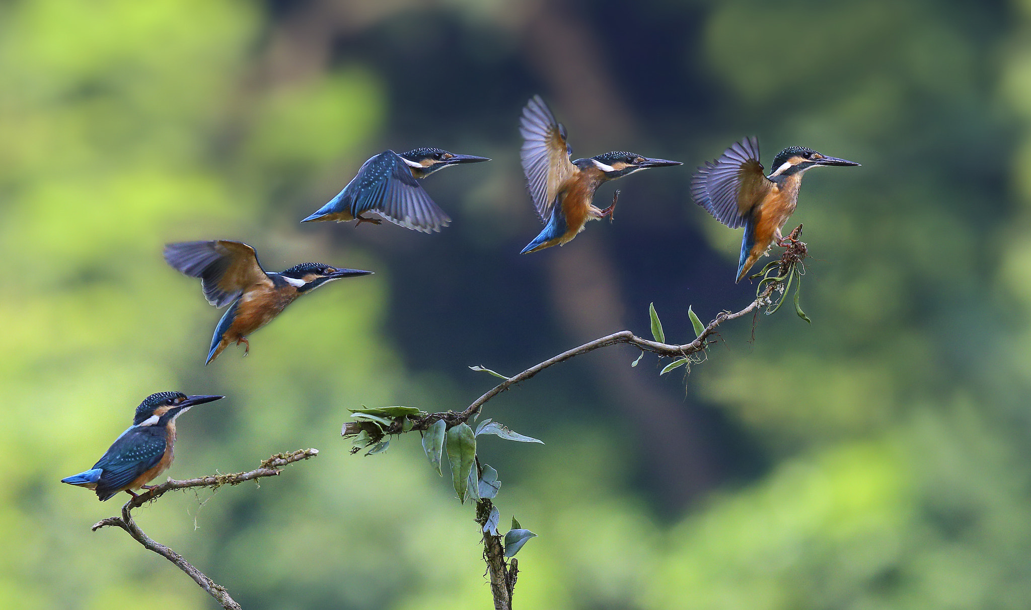 Canon EF 300mm F2.8L IS USM sample photo. 翠鸟kingfisher photography