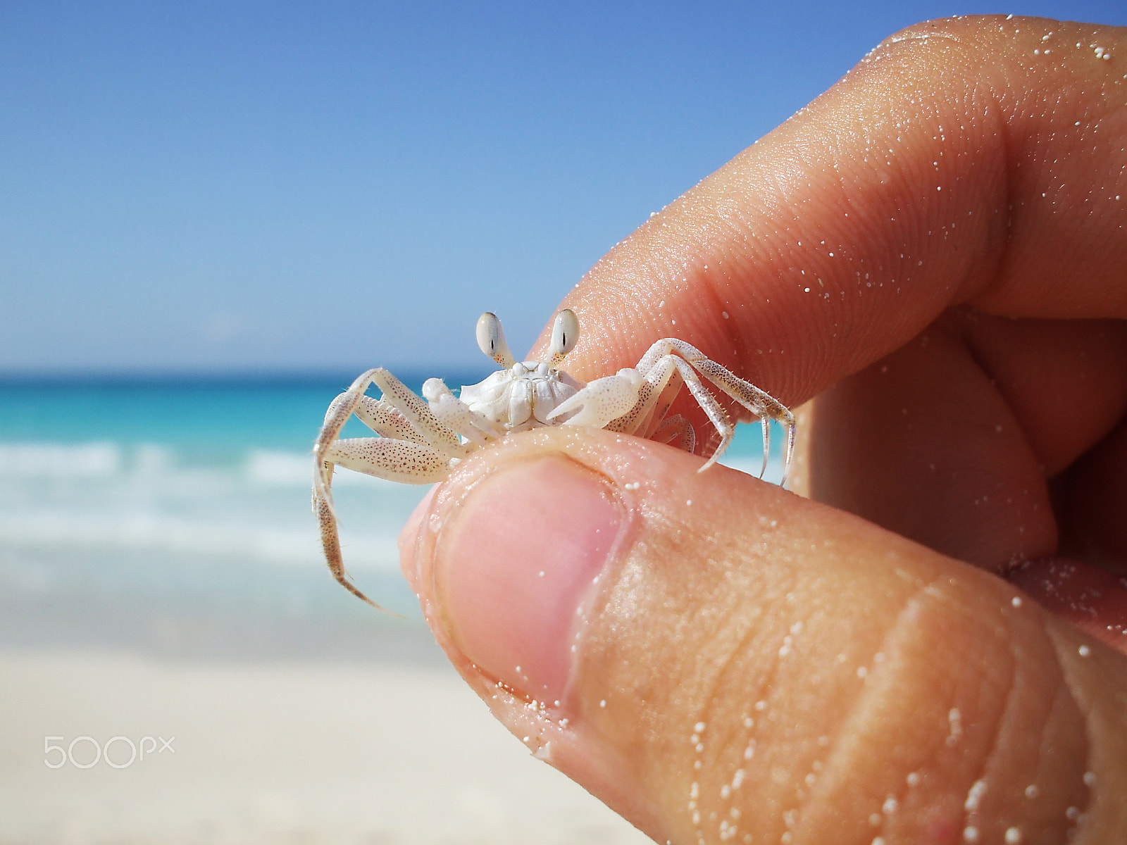 Fujifilm FinePix A800 sample photo. Tiny ghost crab grabbed by fingers photography