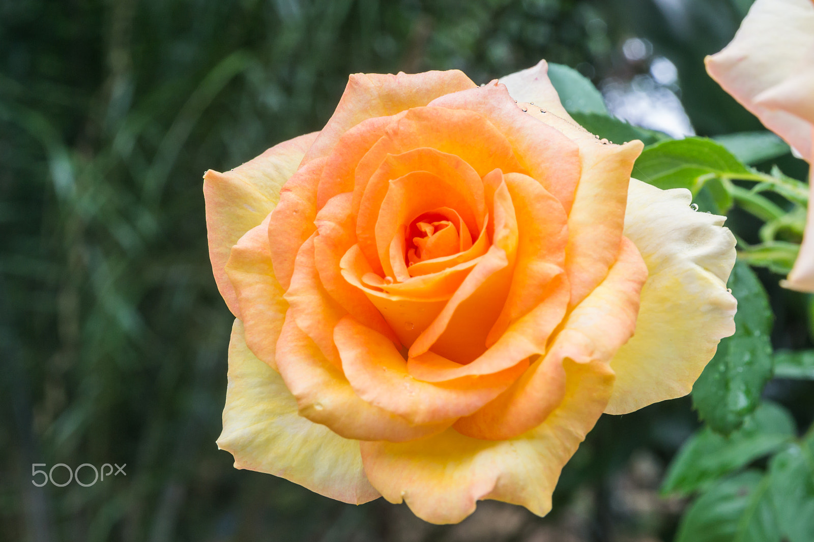 Nikon D3100 sample photo. Rose flower in the morning. photography