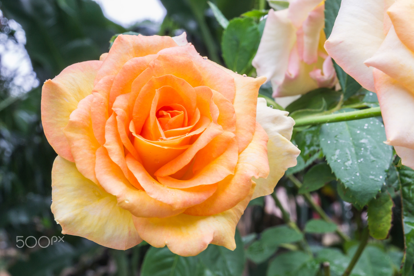 Nikon D3100 sample photo. Rose flower in the morning. photography