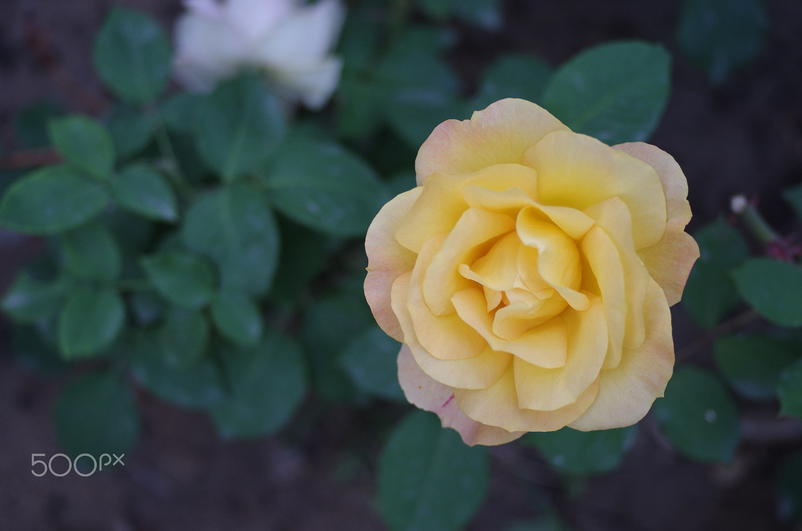 Pentax smc DA 40mm F2.8 XS Lens sample photo. Flower yellow photography