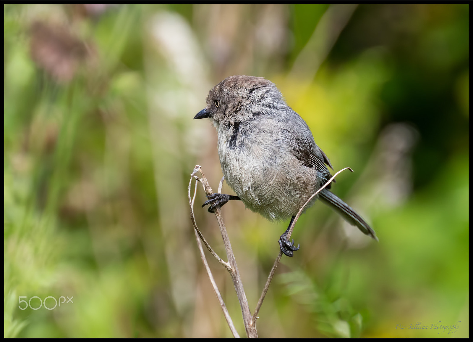 Canon EF 400mm F4 DO IS II USM sample photo. Balance photography