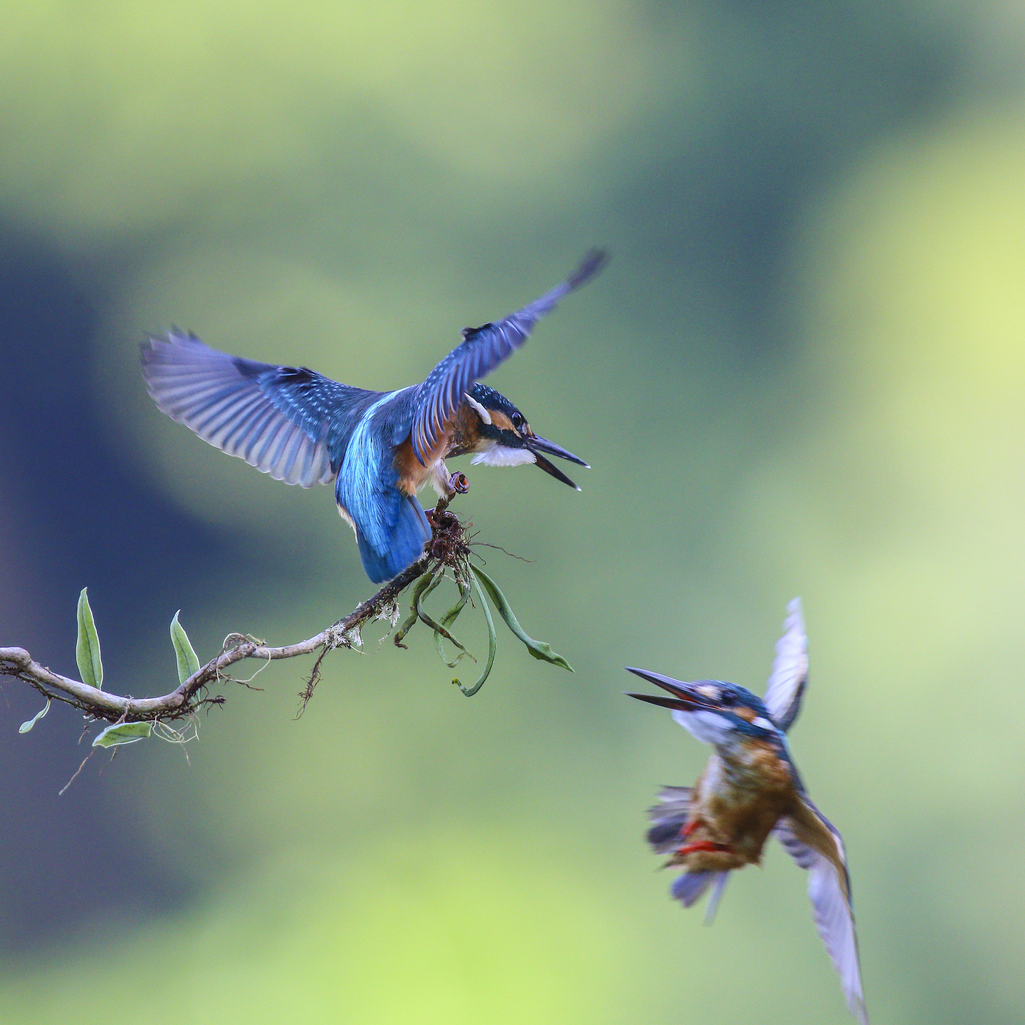 Canon EOS-1D X + Canon EF 300mm F2.8L IS USM sample photo. 翠鸟kingfisher photography