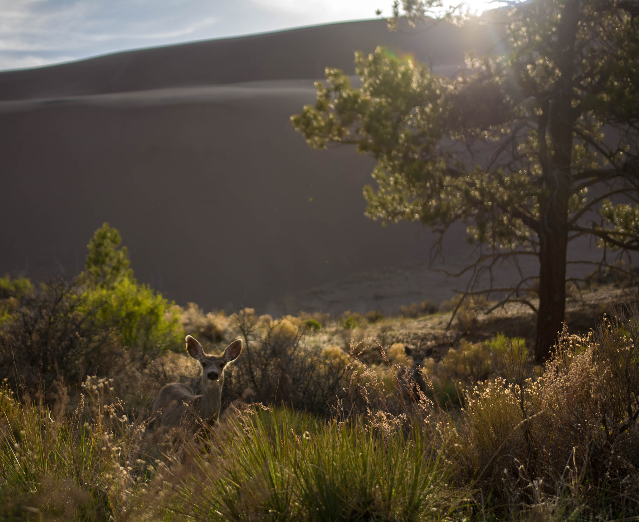 Nikon D5200 + Sigma 18-35mm F1.8 DC HSM Art sample photo. Deer popping her head up photography