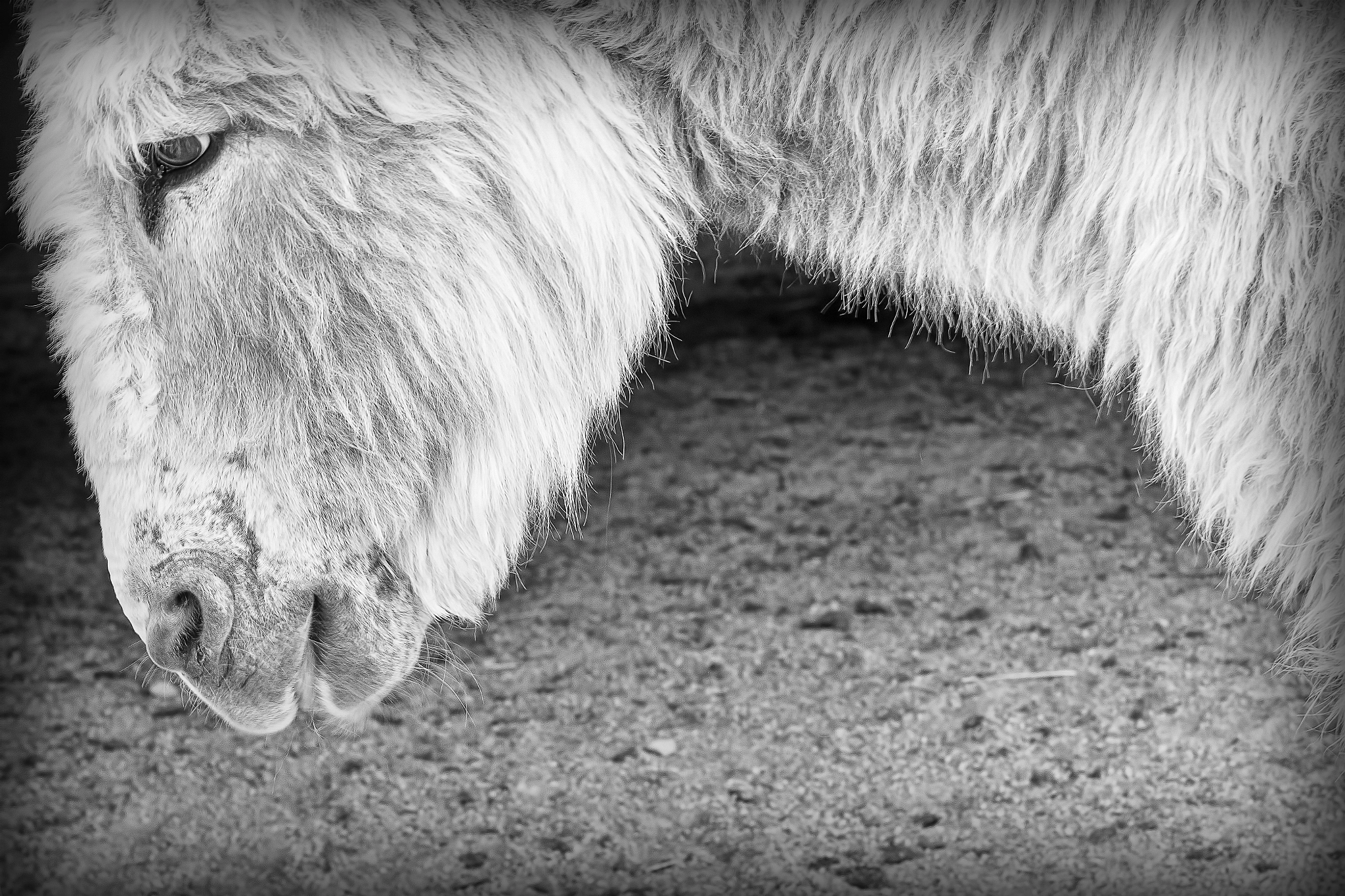 Canon EF 70-200mm F4L IS USM sample photo. Old donkey photography