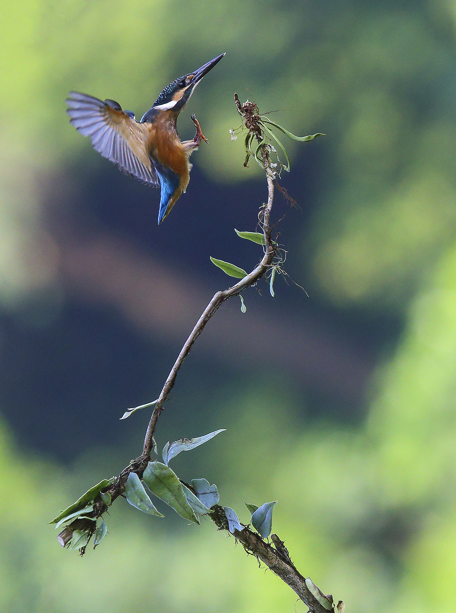 Canon EF 300mm F2.8L IS USM sample photo. 翠鸟kingfisher photography