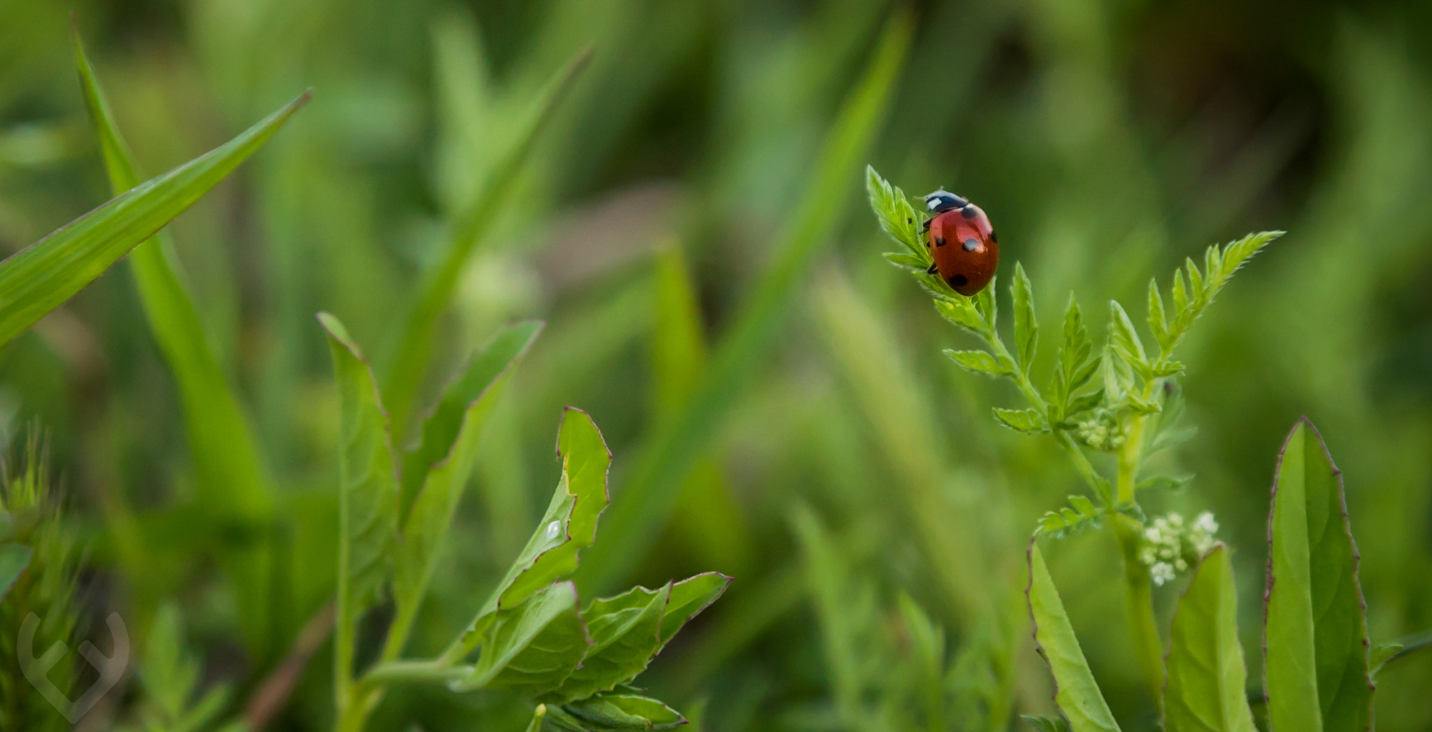 Sony a7S + Tamron 18-270mm F3.5-6.3 Di II PZD sample photo. Lady bug photography