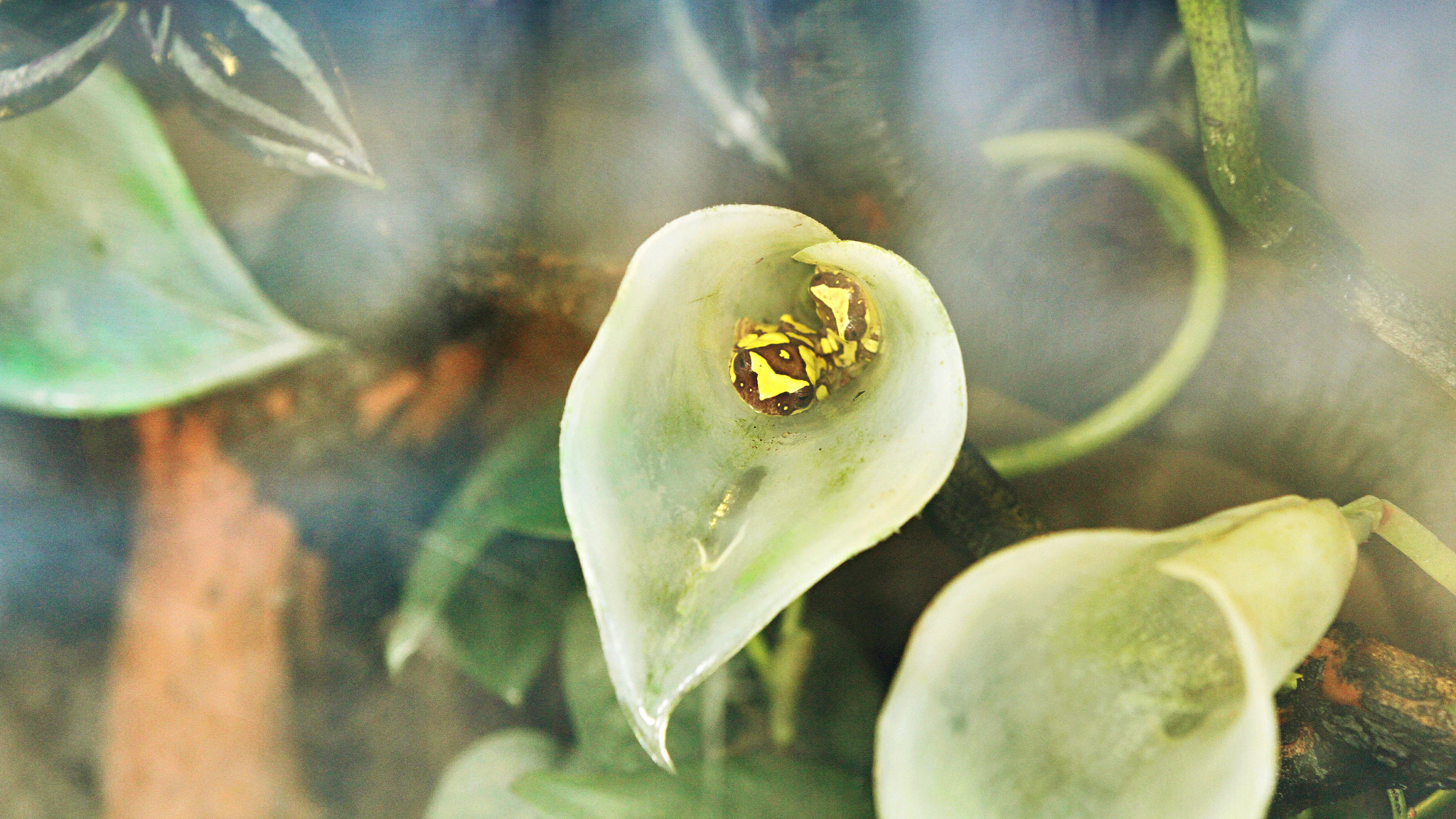 Canon EF 70-200mm F2.8L IS II USM sample photo. Frogs, tropical photography