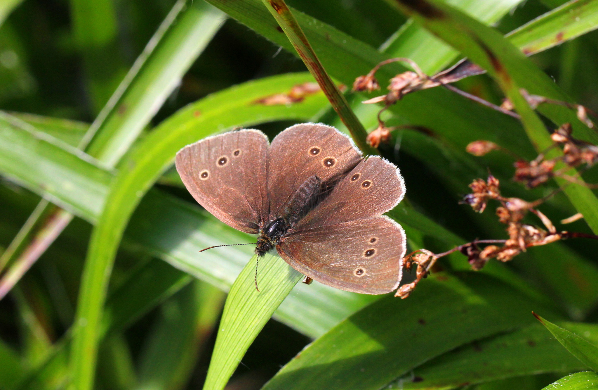 Canon EF 100mm F2.8L Macro IS USM sample photo. Ringlet photography