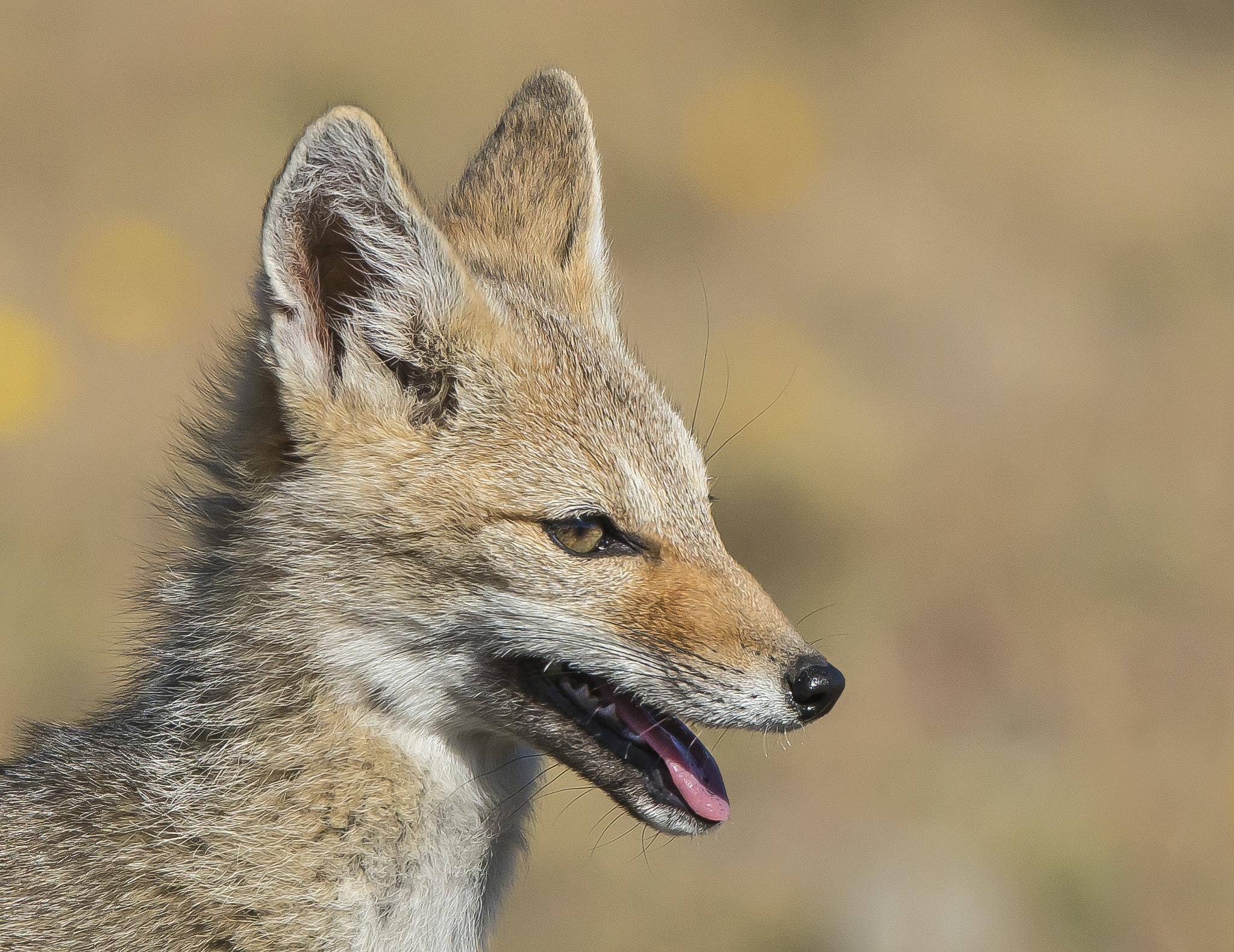 Nikon D800 + Nikon AF-S Nikkor 500mm F4G ED VR sample photo. Chilla fox photography