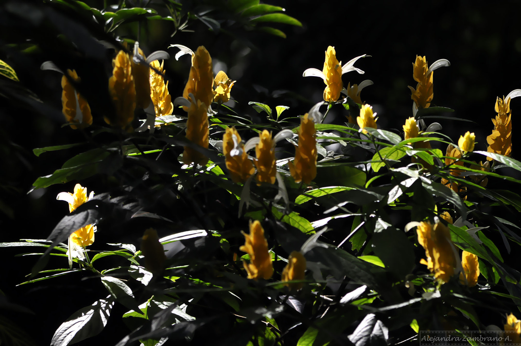 Nikon D5000 sample photo. Flowers photography