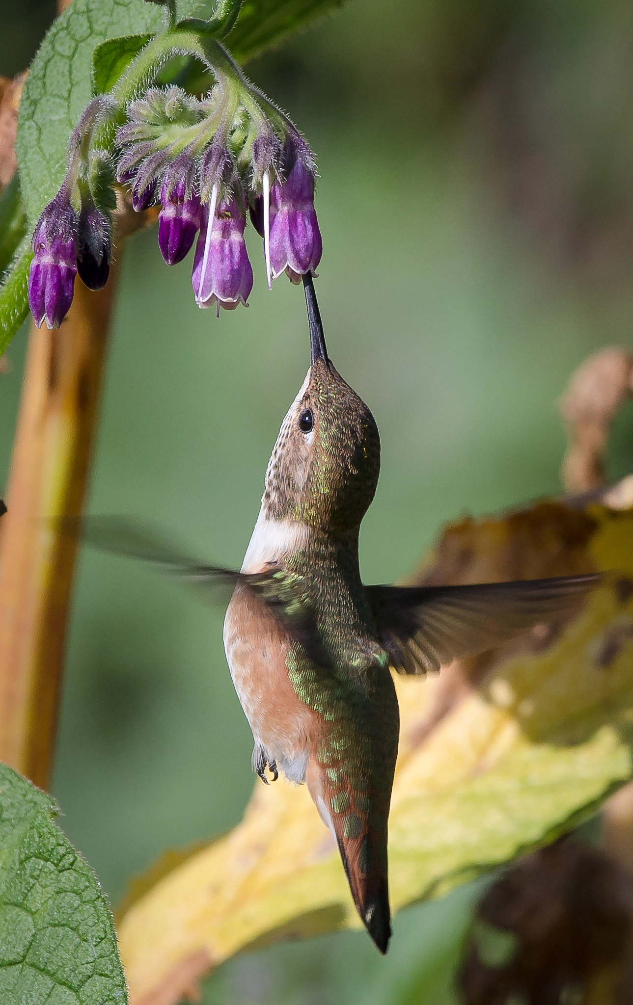 Canon EOS 60D + Canon EF 100-400mm F4.5-5.6L IS USM sample photo. Rufous hummingbird photography