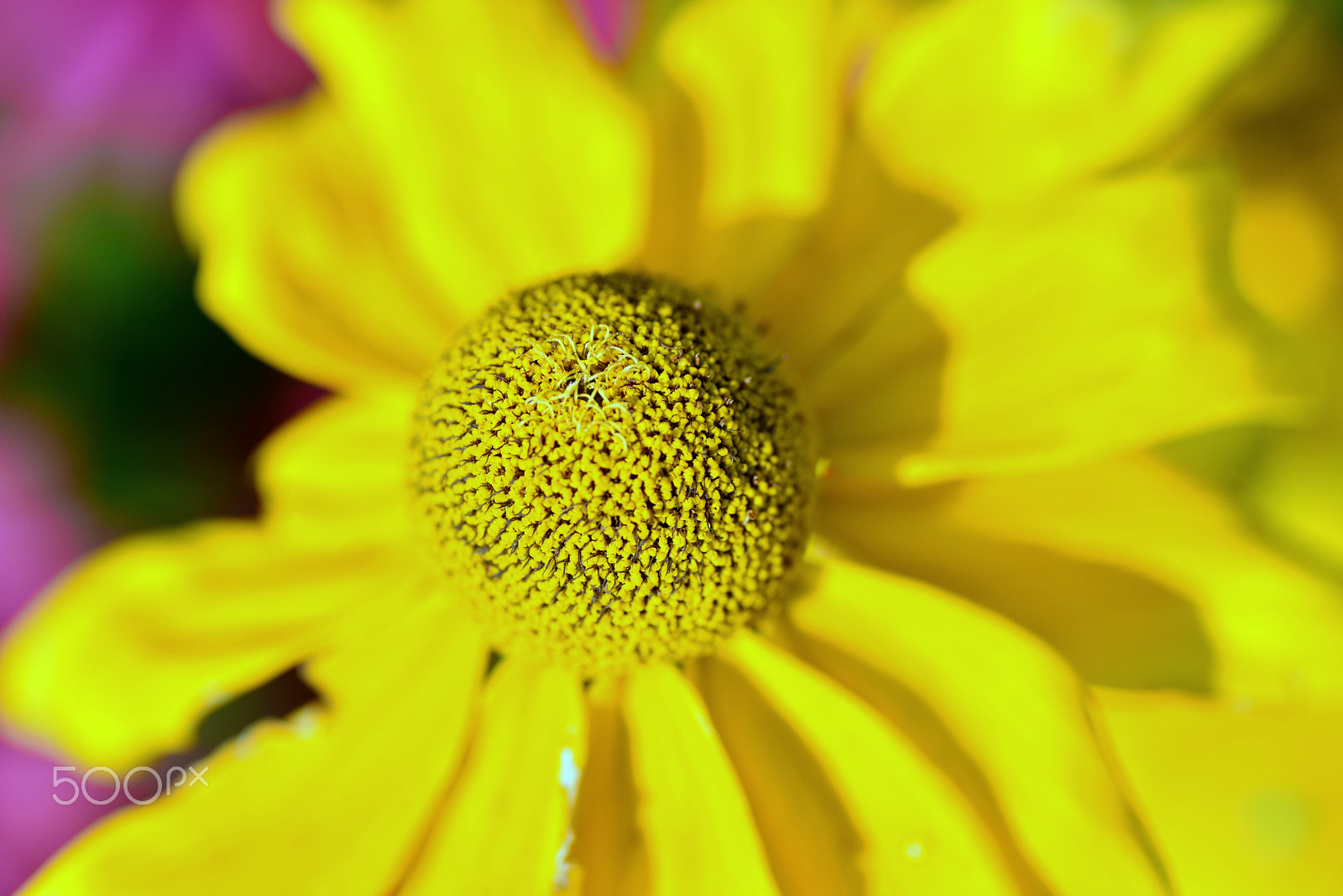 Nikon D600 sample photo. Yellow flower photography