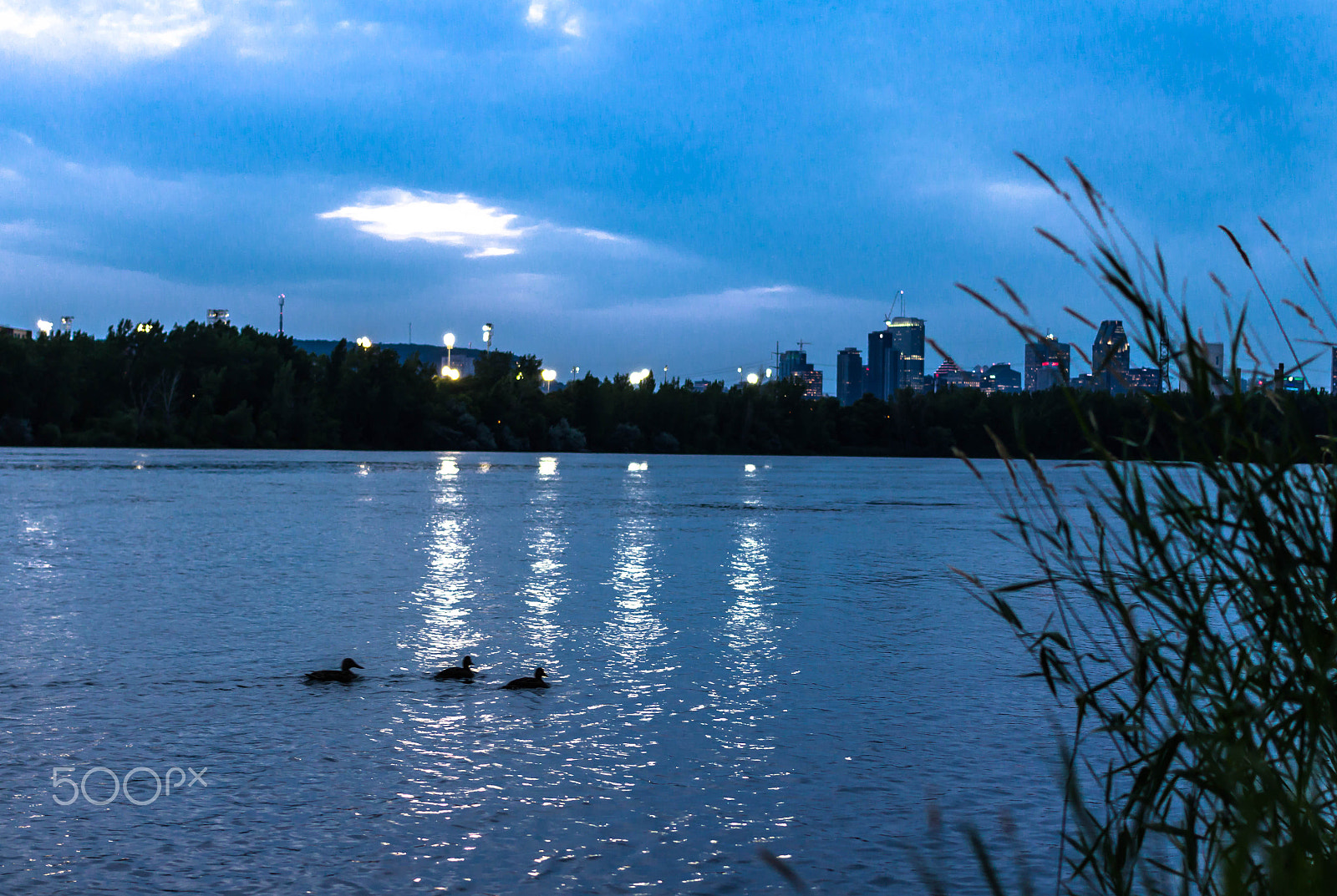 Canon EF 40mm F2.8 STM sample photo. Duck family at the night photography