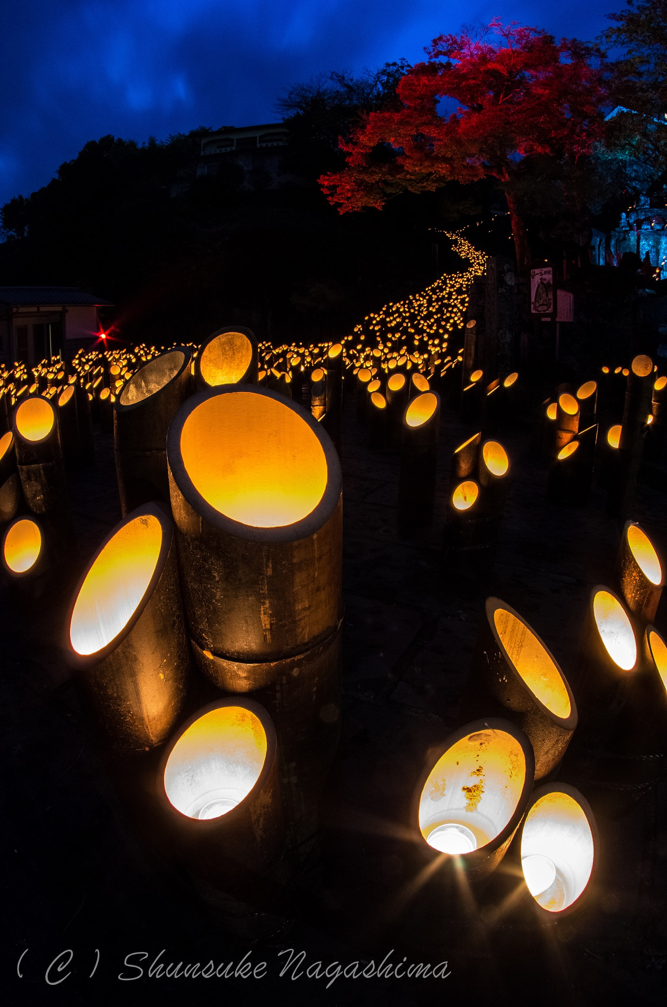 Pentax K-5 sample photo. Bamboo photography
